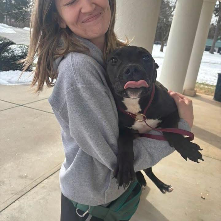 Turkey Melt, a Adoptable Pit Bull Terrier in Winston-Salem, NC image 2/2