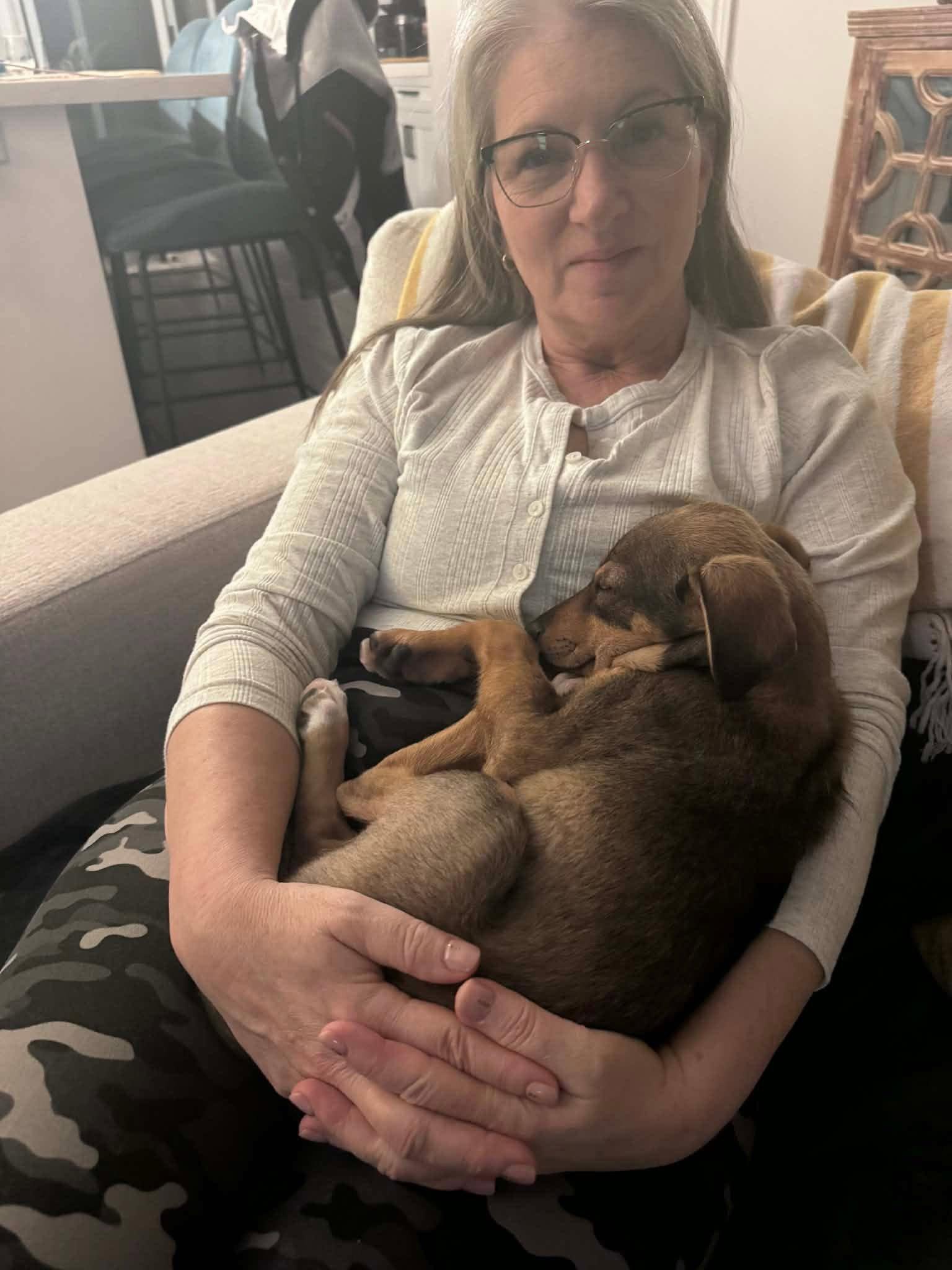 Benedict 4414, Adoptable, Puppy Male Miniature Pinscher & Terrier.