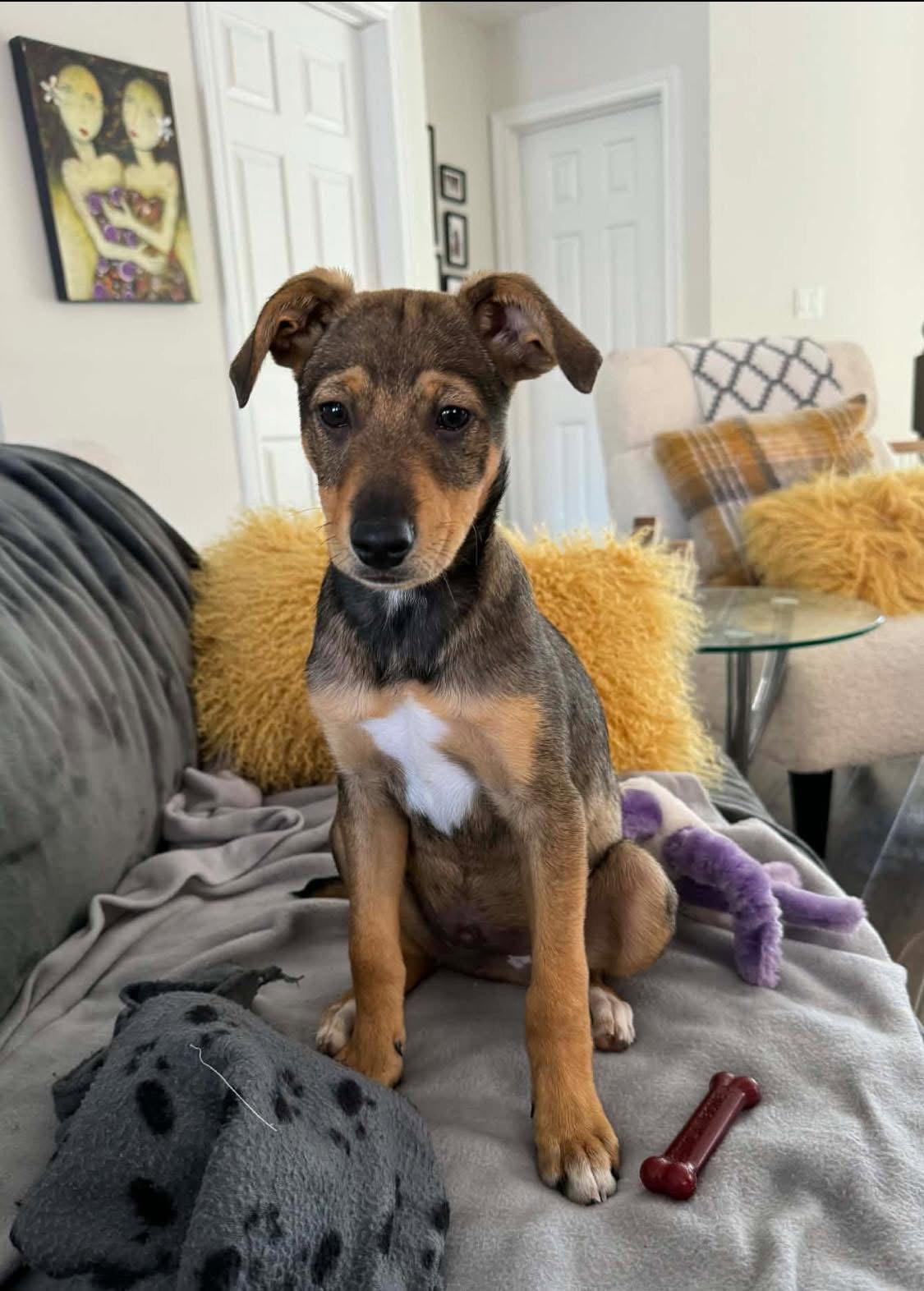 Enlarge Benedict 4414, a Adoptable mixed breed in Pickering, ON image 2/3