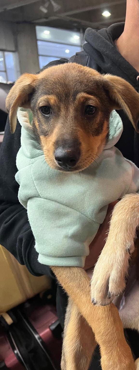 Enlarge Benedict 4414, a Adoptable mixed breed in Pickering, ON image 3/3