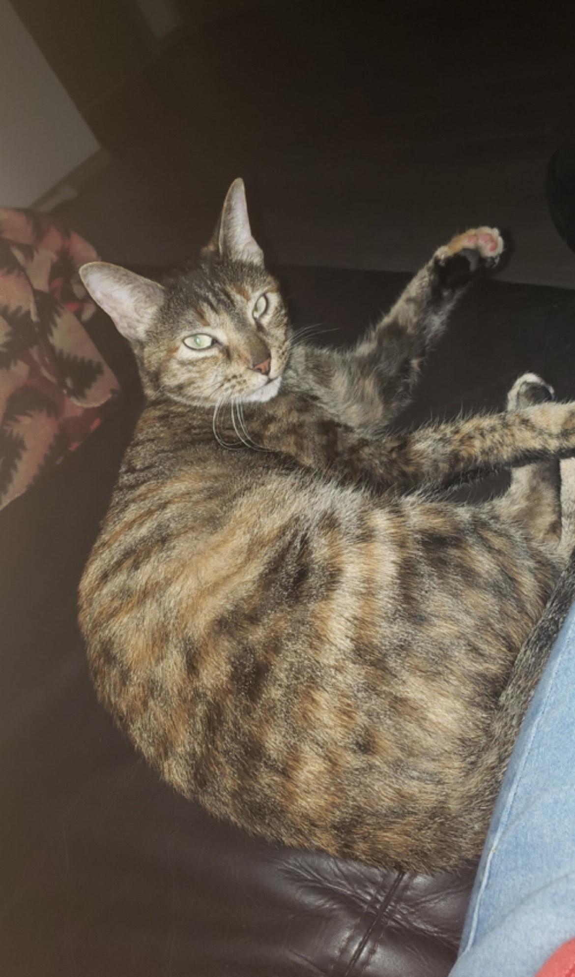 Enlarge Lucy **COURTESY POST**CONTACT OWNER DIRECTLY*214-971-0124*, a Adoptable mixed breed in Frisco, TX image 1/5