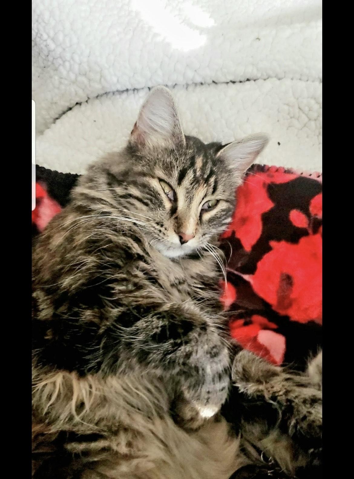 Enlarge Lucy **COURTESY POST**CONTACT OWNER DIRECTLY*214-971-0124*, a Adoptable mixed breed in Frisco, TX image 2/5