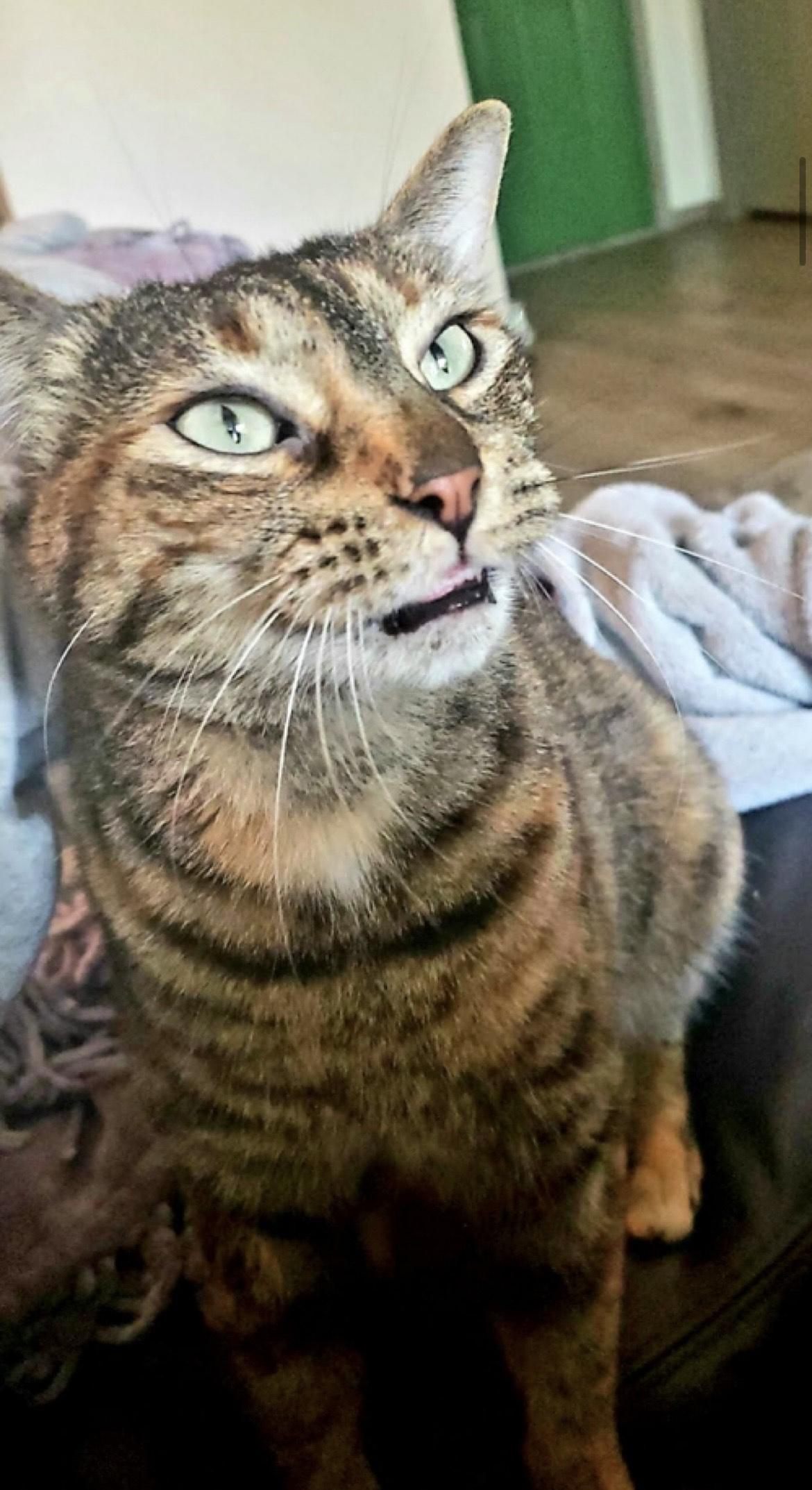 Enlarge Lucy **COURTESY POST**CONTACT OWNER DIRECTLY*214-971-0124*, a Adoptable mixed breed in Frisco, TX image 3/5