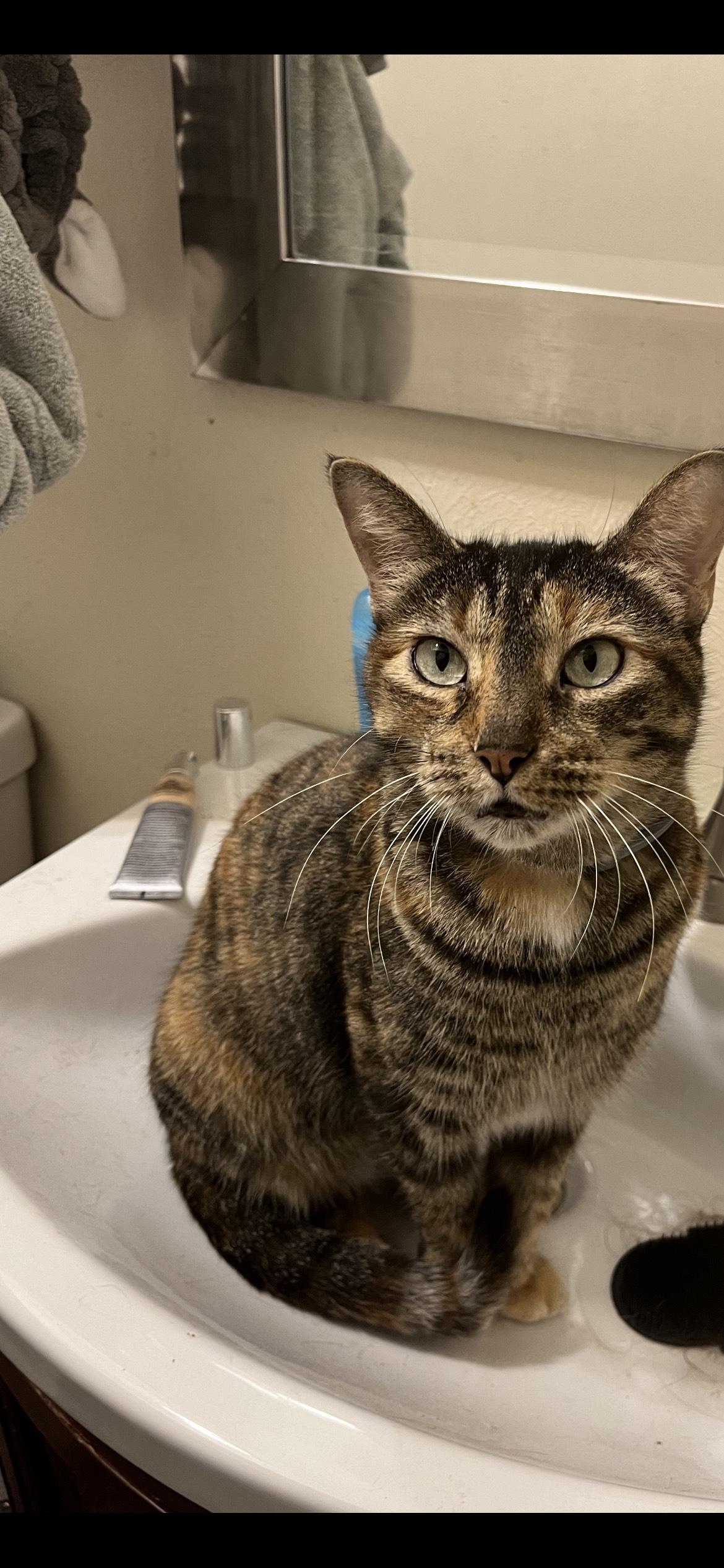 Enlarge Lucy **COURTESY POST**CONTACT OWNER DIRECTLY*214-971-0124*, a Adoptable mixed breed in Frisco, TX image 4/5