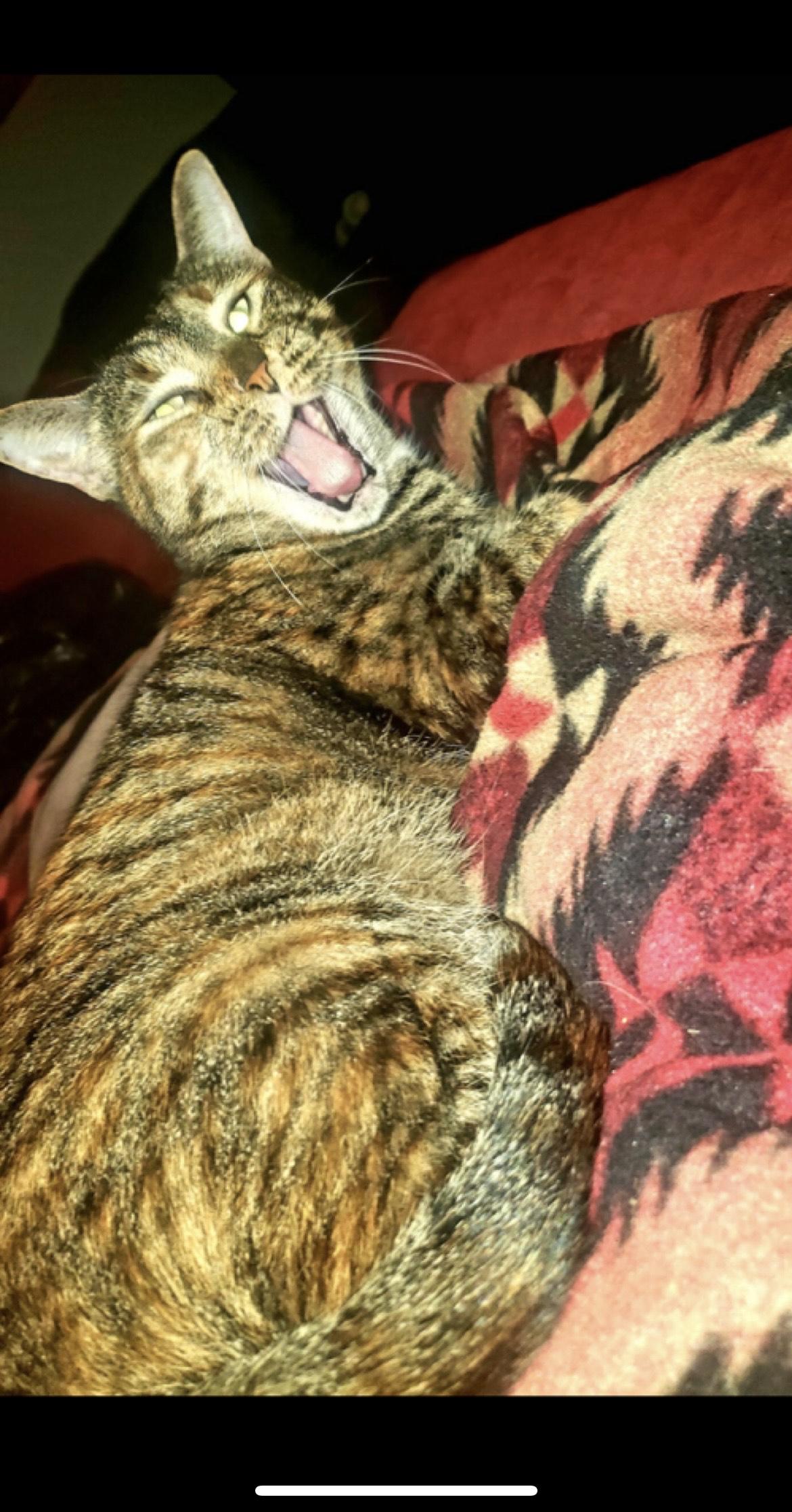 Enlarge Lucy **COURTESY POST**CONTACT OWNER DIRECTLY*214-971-0124*, a Adoptable mixed breed in Frisco, TX image 5/5