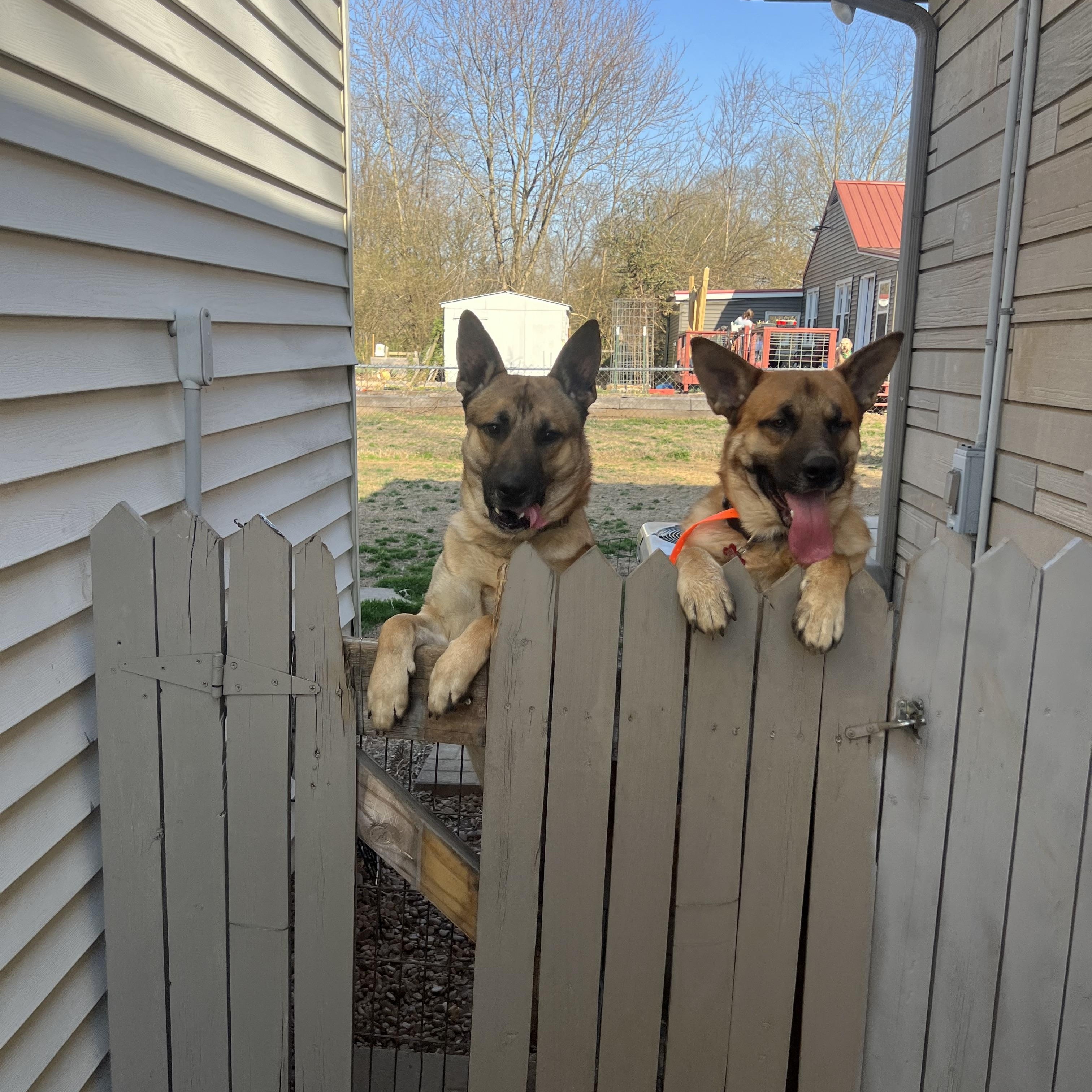 Enlarge Greg, a Adoptable German Shepherd Dog in Murray, KY image 5/6