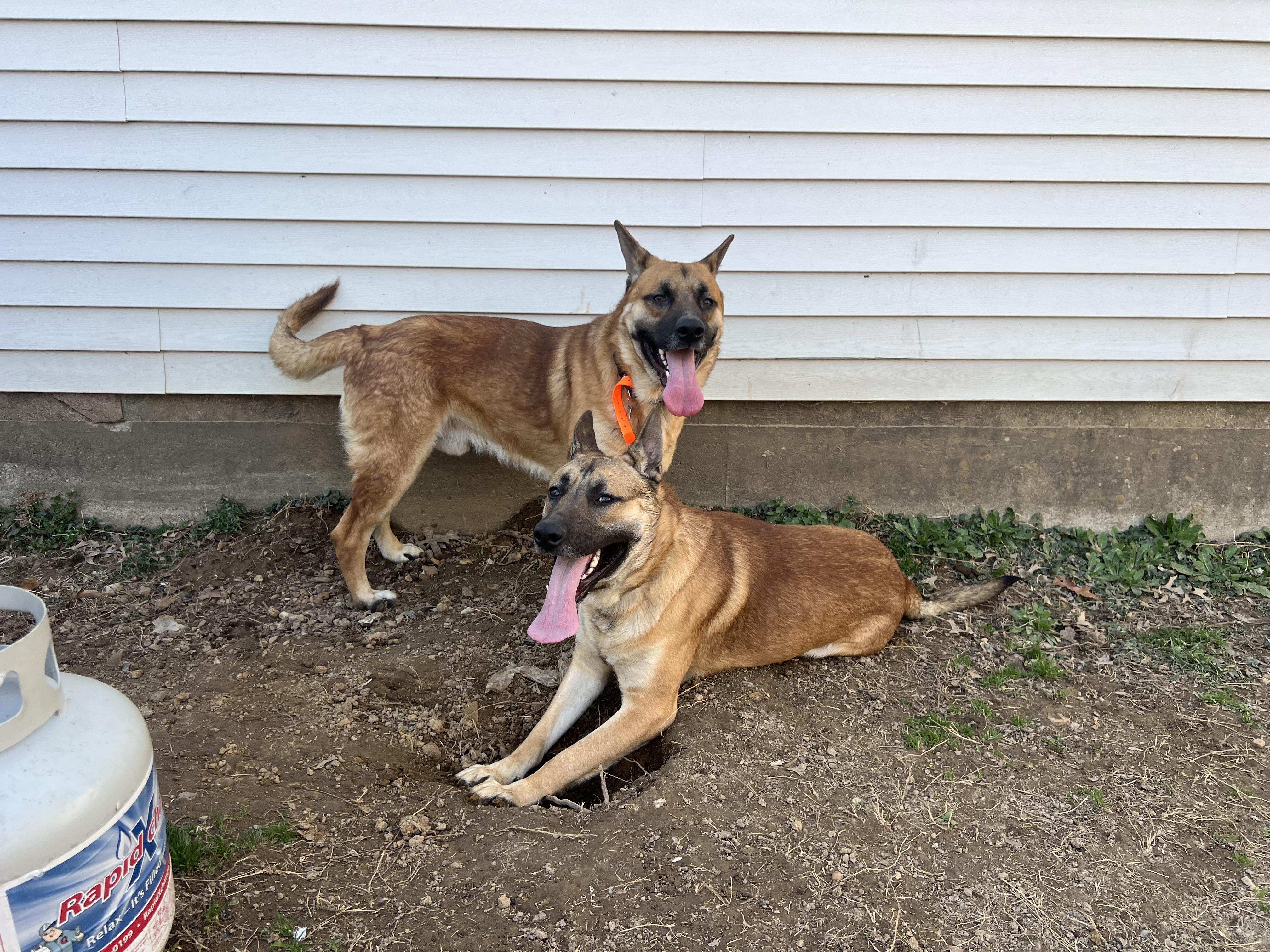 Enlarge Greg, a Adoptable German Shepherd Dog in Murray, KY image 3/6