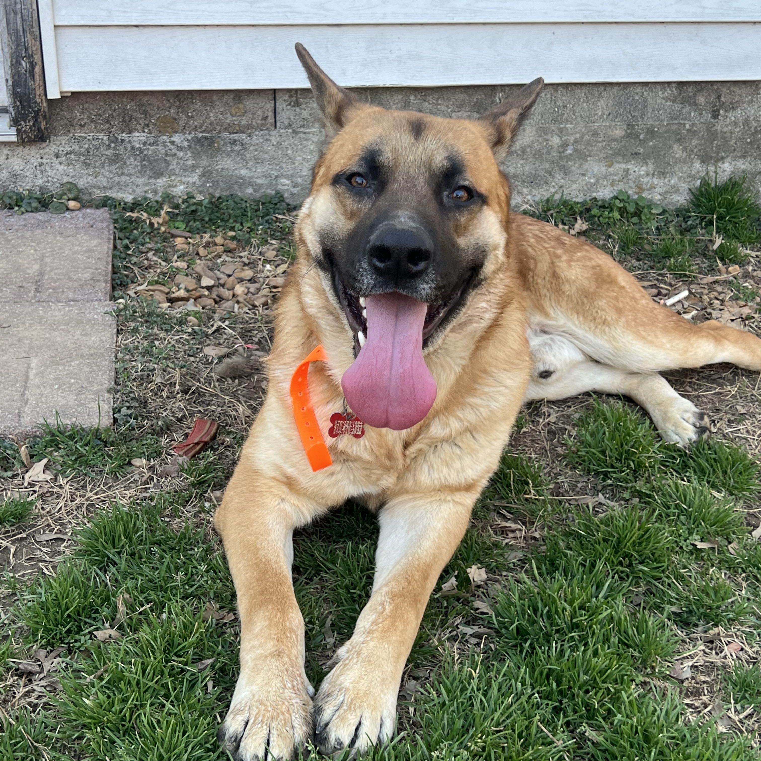 Greg, adoptable, Adult Male German Shepherd Dog.