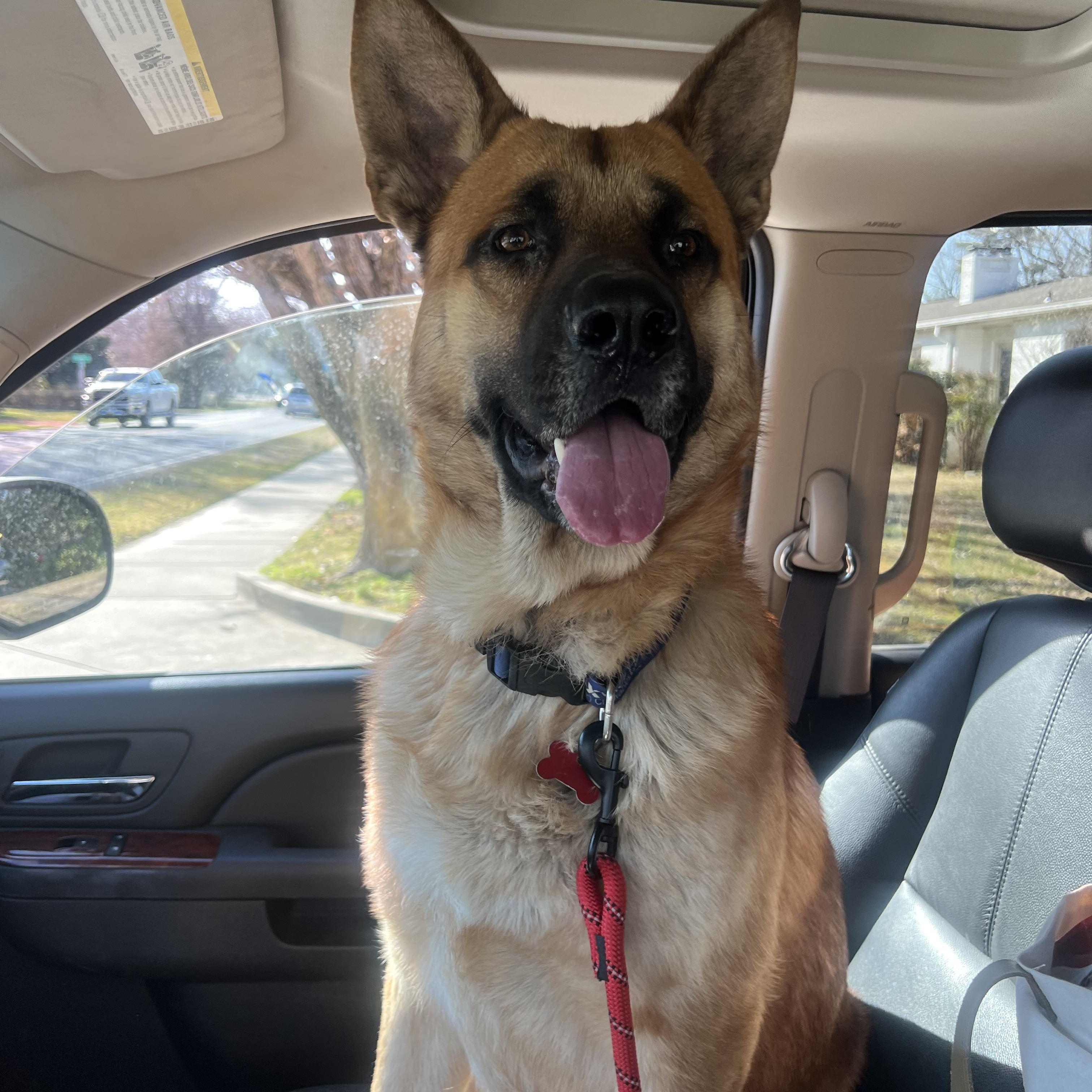Enlarge Greg, a Adoptable German Shepherd Dog in Murray, KY image 6/6