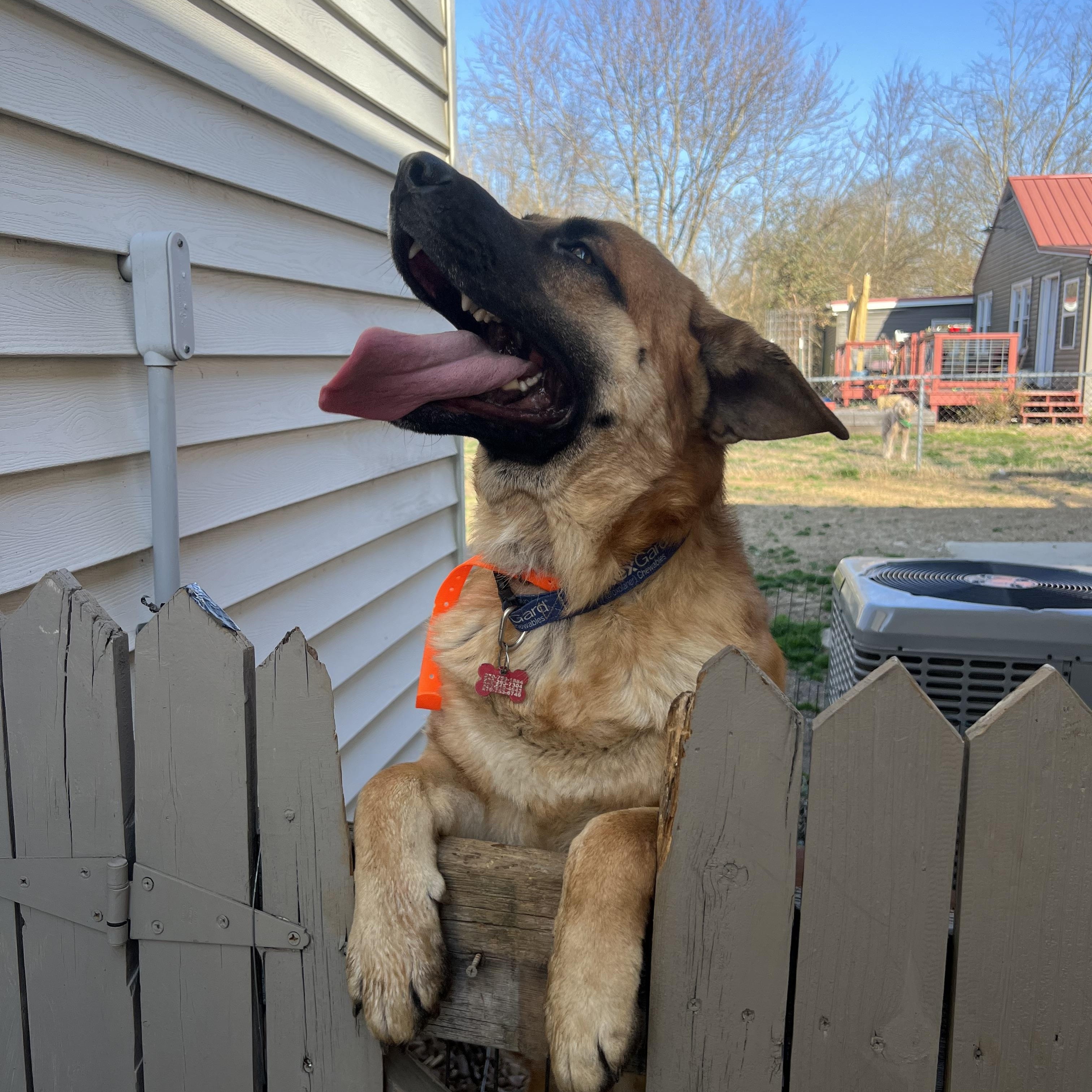 Greg, Adoptable, Adult Male German Shepherd Dog.