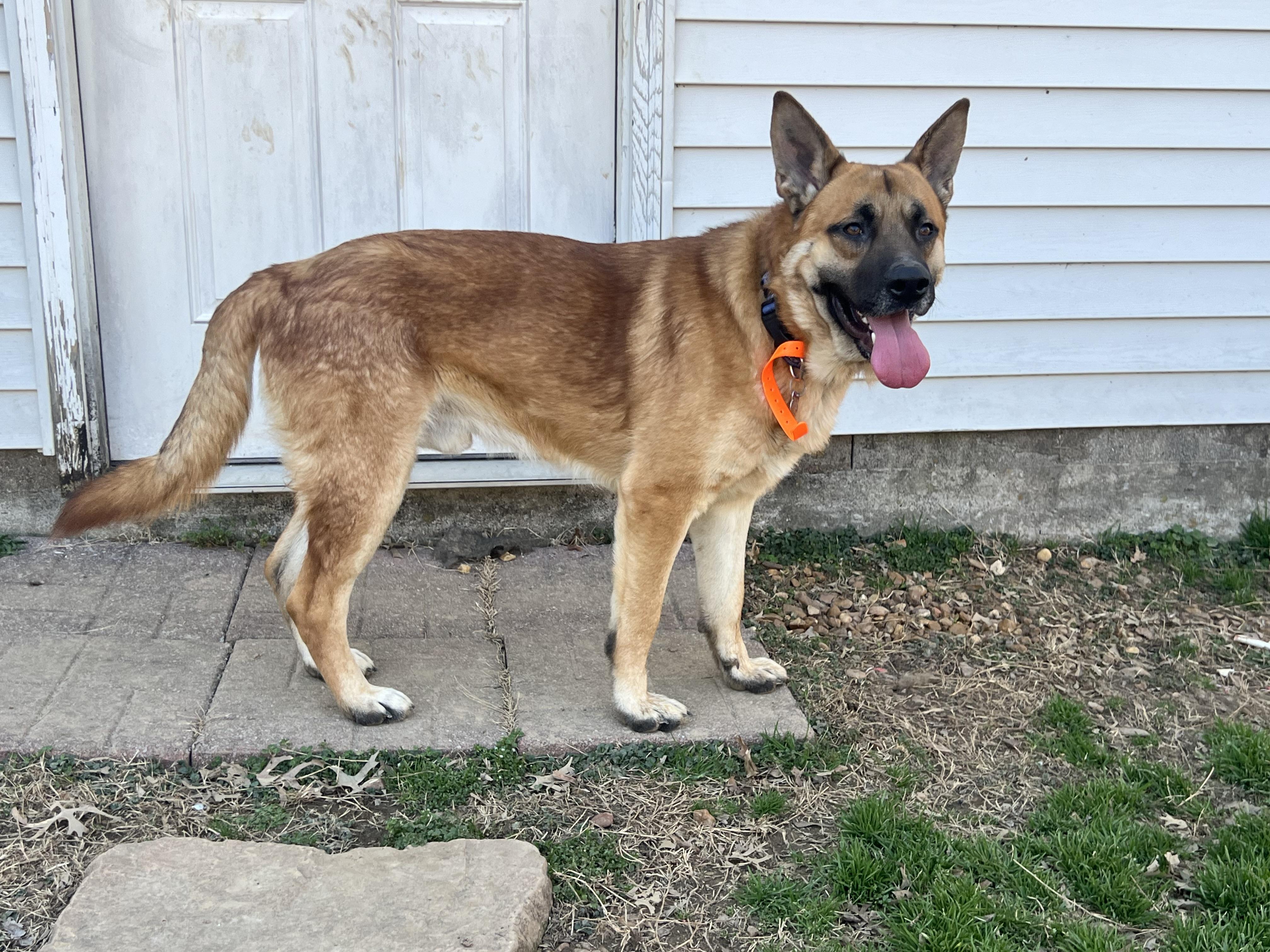 Enlarge Greg, a Adoptable German Shepherd Dog in Murray, KY image 4/6