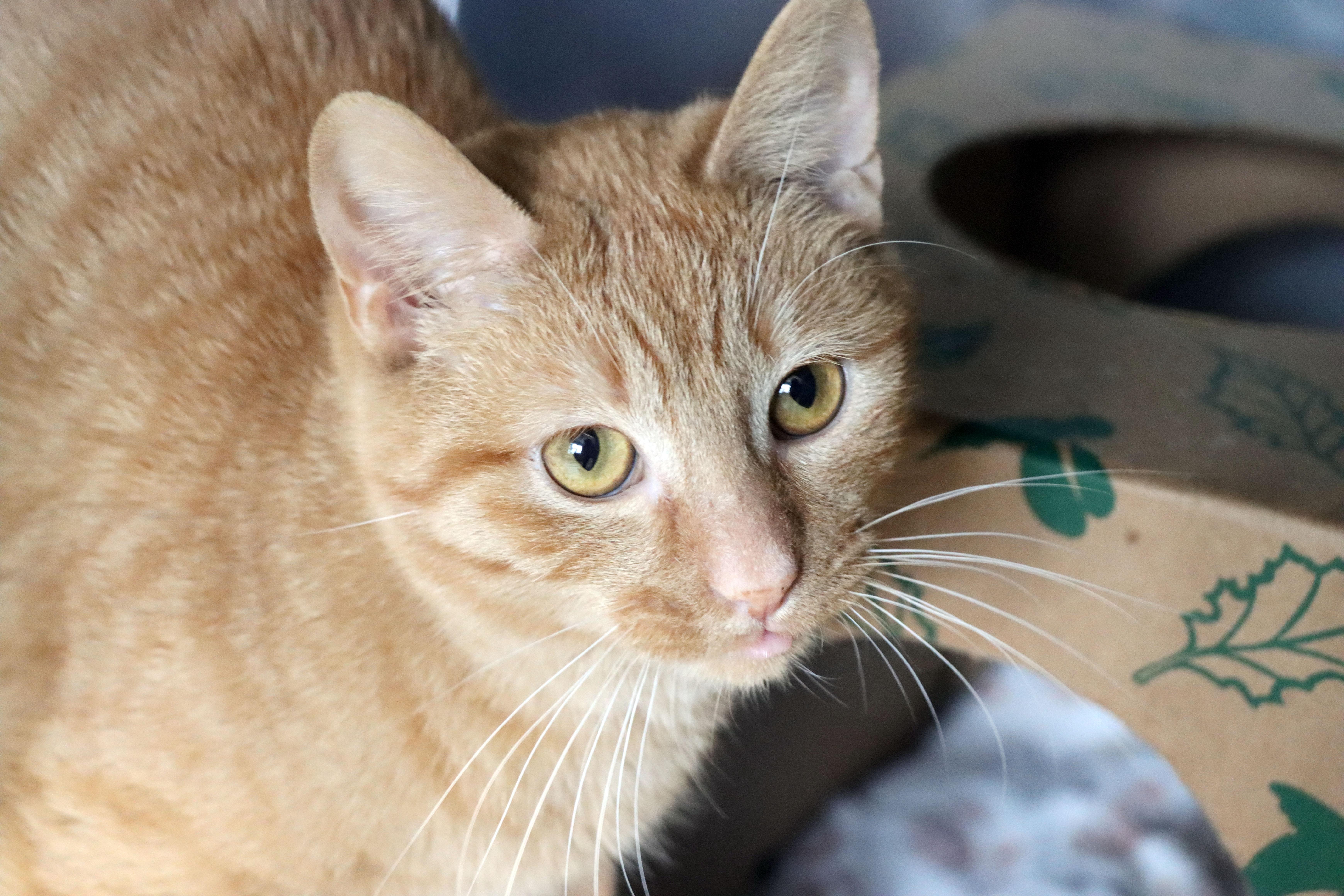 Enlarge Pippin, an adopted Domestic Short Hair in House Springs, MO image 1/1