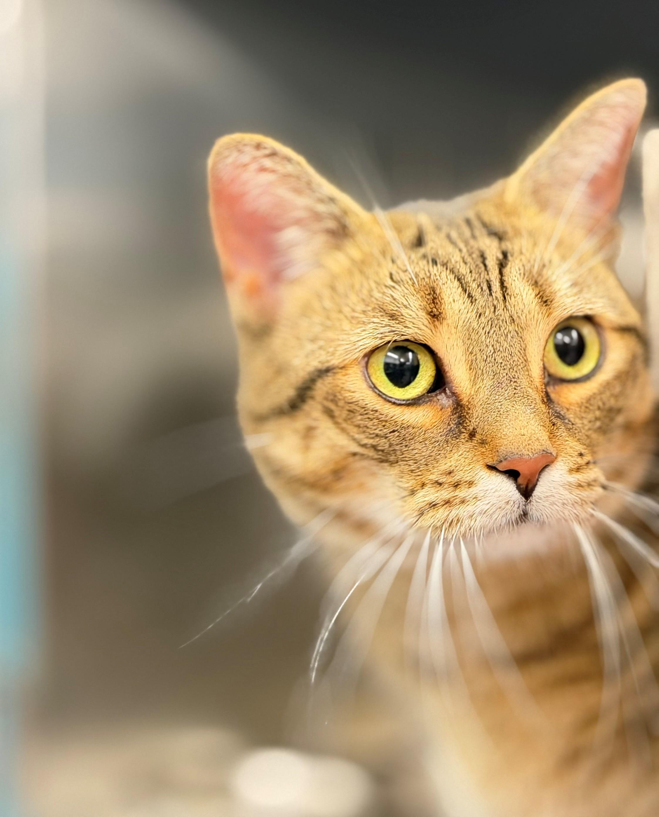 Enlarge Finley, an adoptable Domestic Short Hair in Hamilton, ON image 1/4