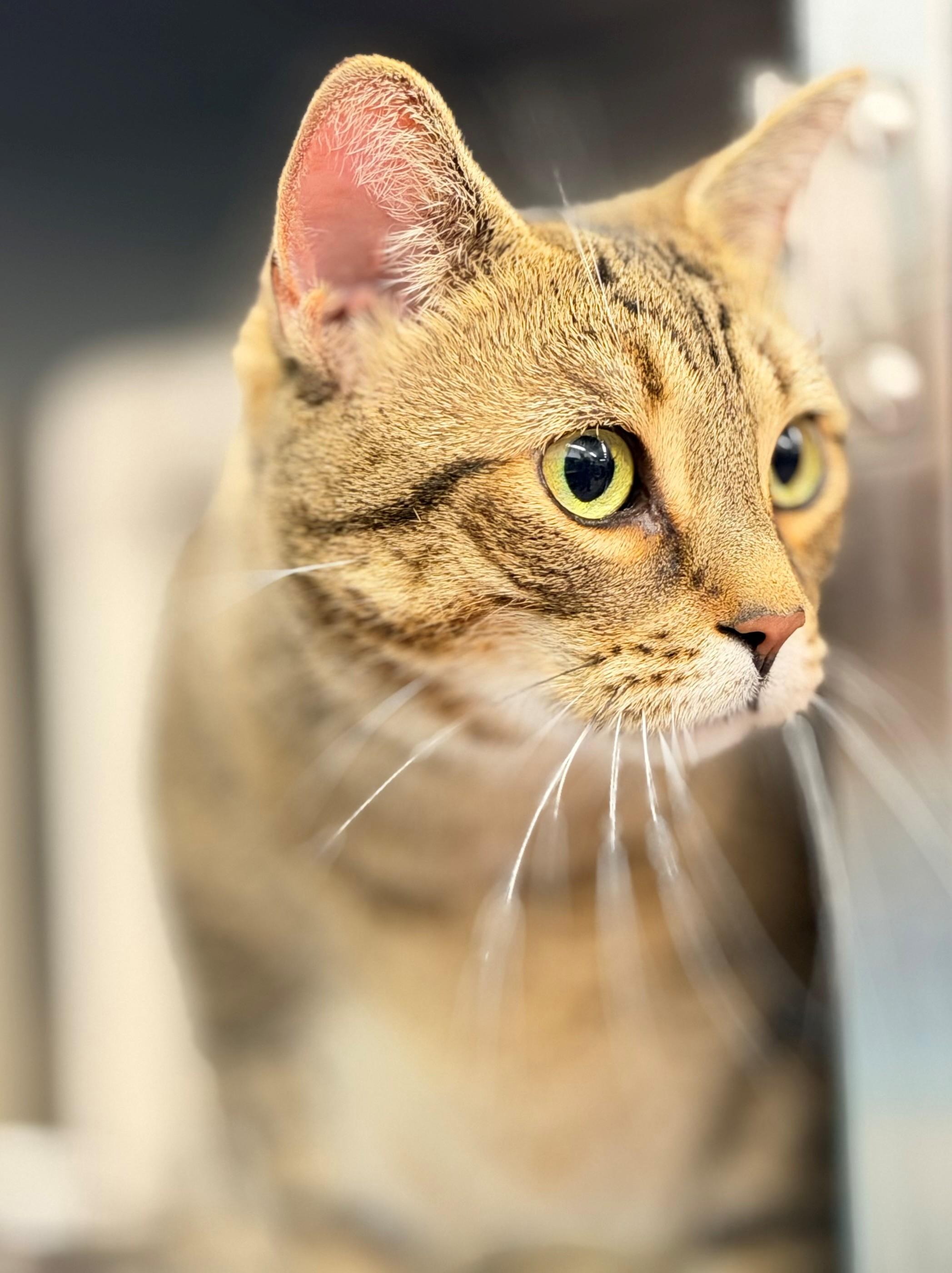 Enlarge Finley, an adoptable Domestic Short Hair in Hamilton, ON image 3/4
