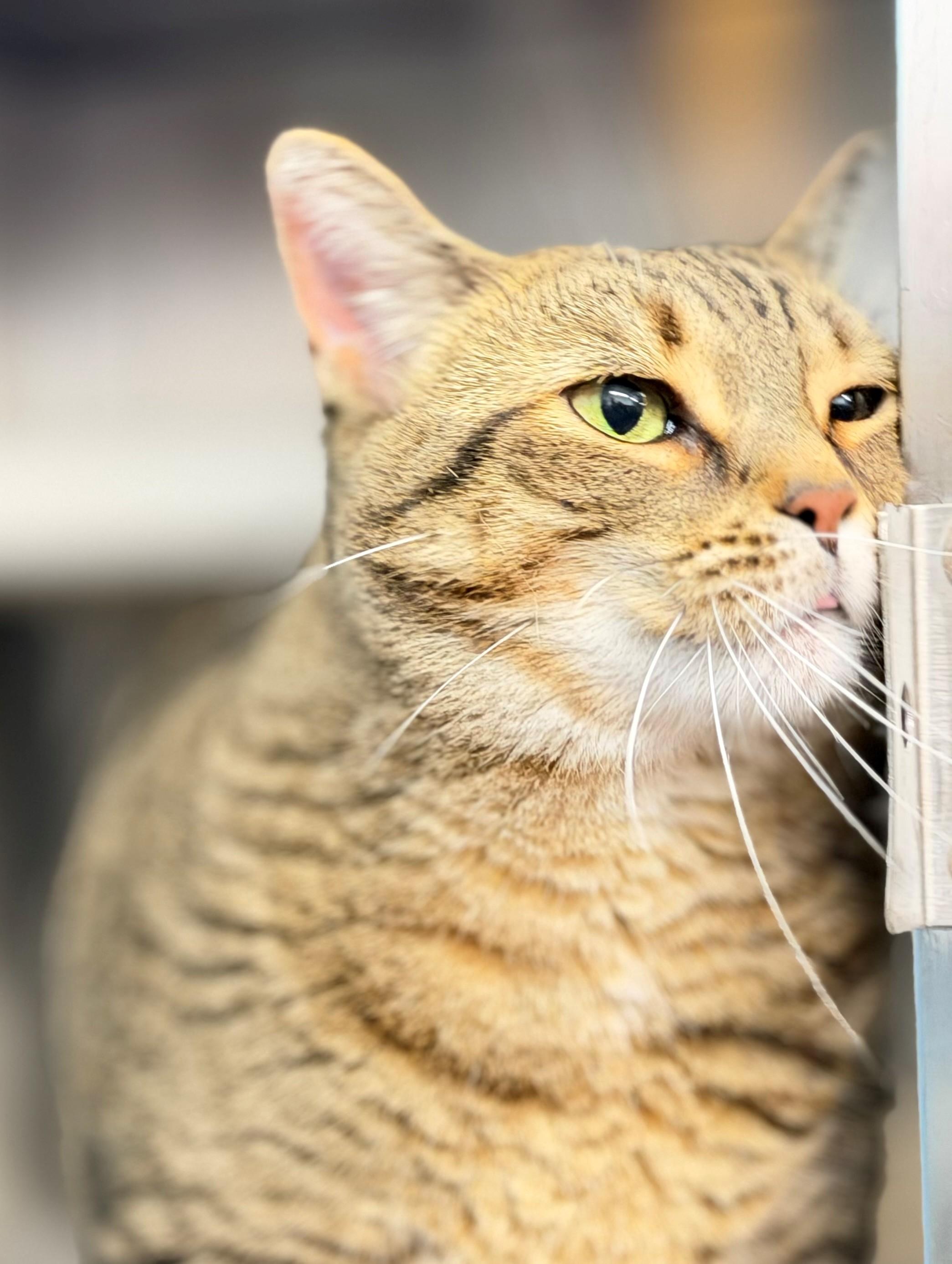 Enlarge Finley, an adoptable Domestic Short Hair in Hamilton, ON image 2/4