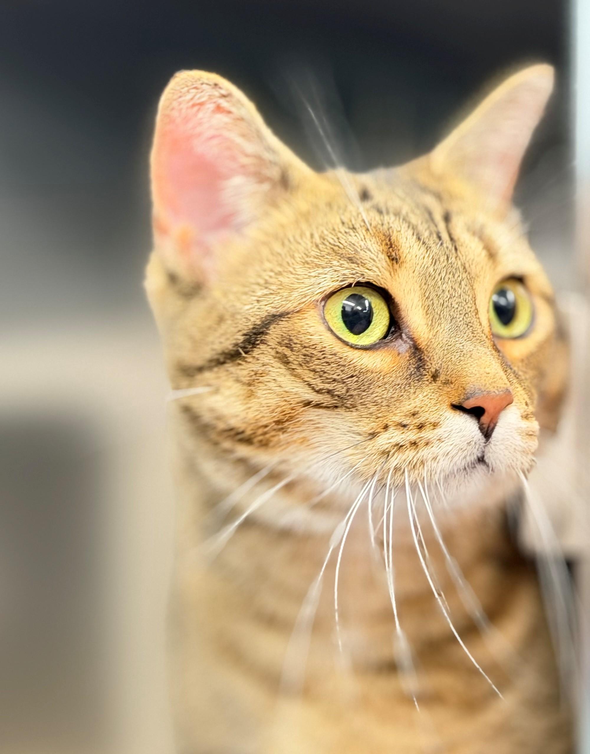 Enlarge Finley, an adoptable Domestic Short Hair in Hamilton, ON image 4/4