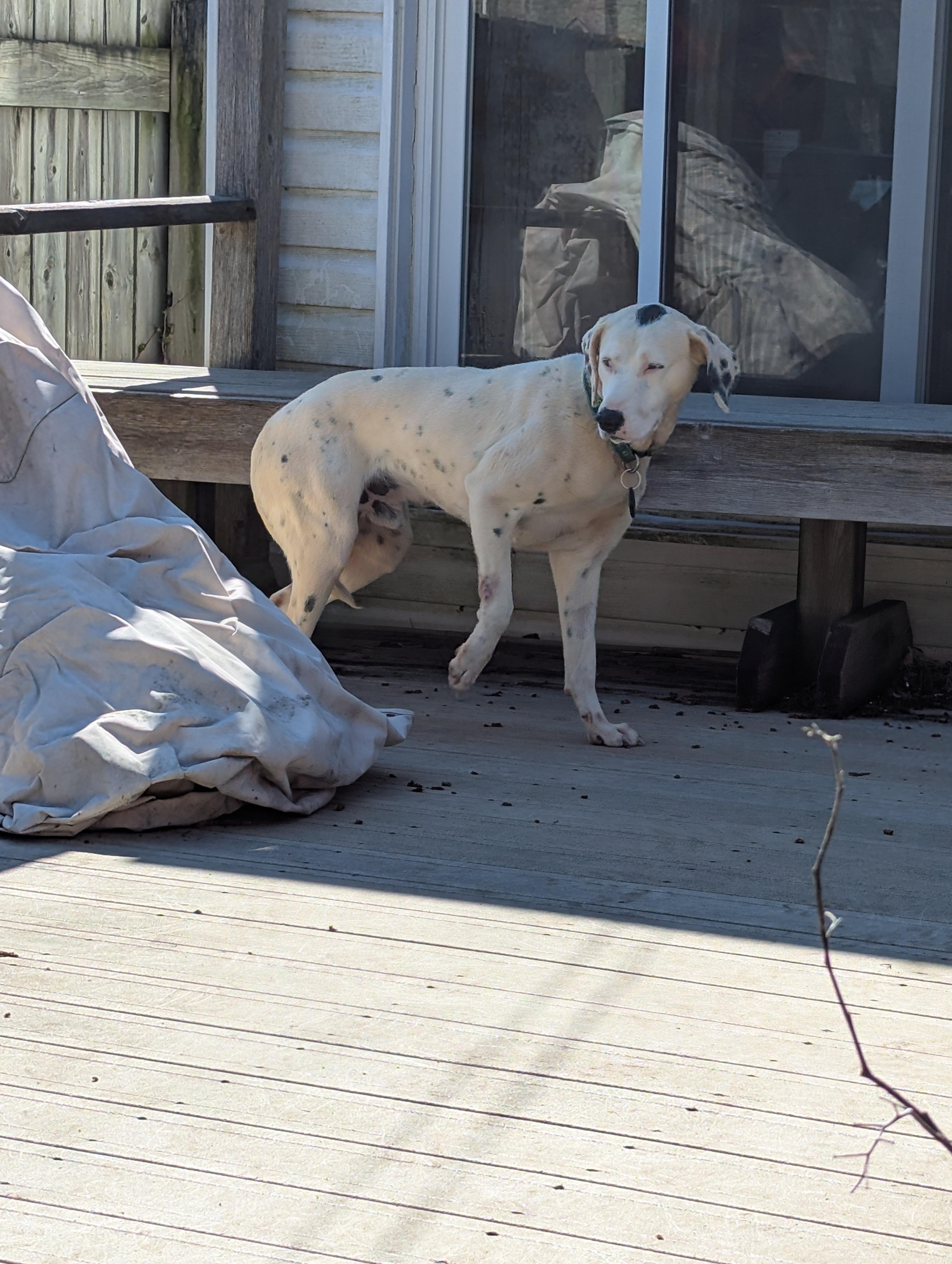 Enlarge Spot (45 lbs), a ADOPTABLE mixed breed in Mississauga, ON image 3/6