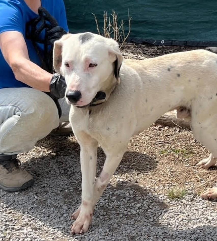 Enlarge Spot (45 lbs), a ADOPTABLE mixed breed in Mississauga, ON image 6/6