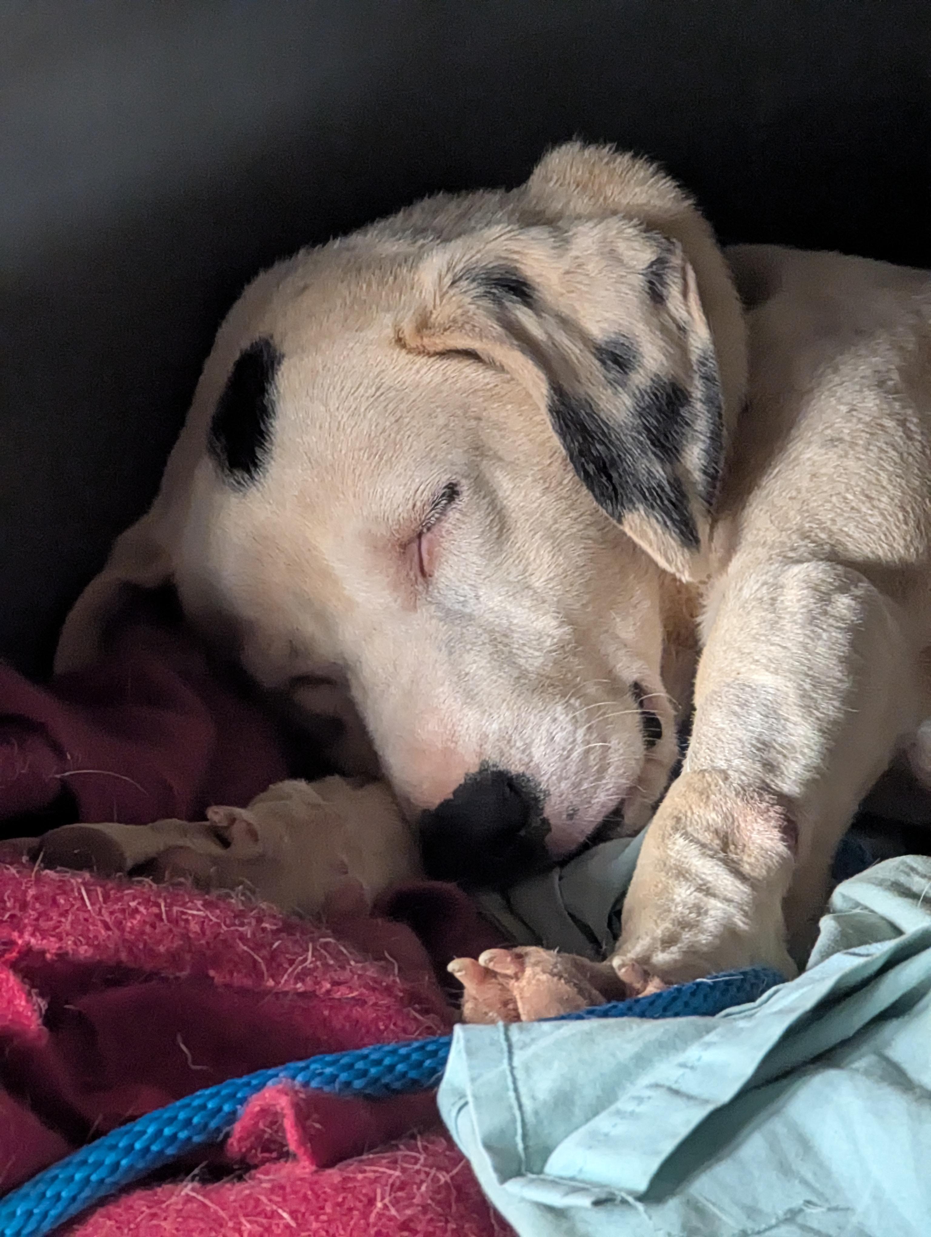 Enlarge Spot (45 lbs), a ADOPTABLE mixed breed in Mississauga, ON image 5/6