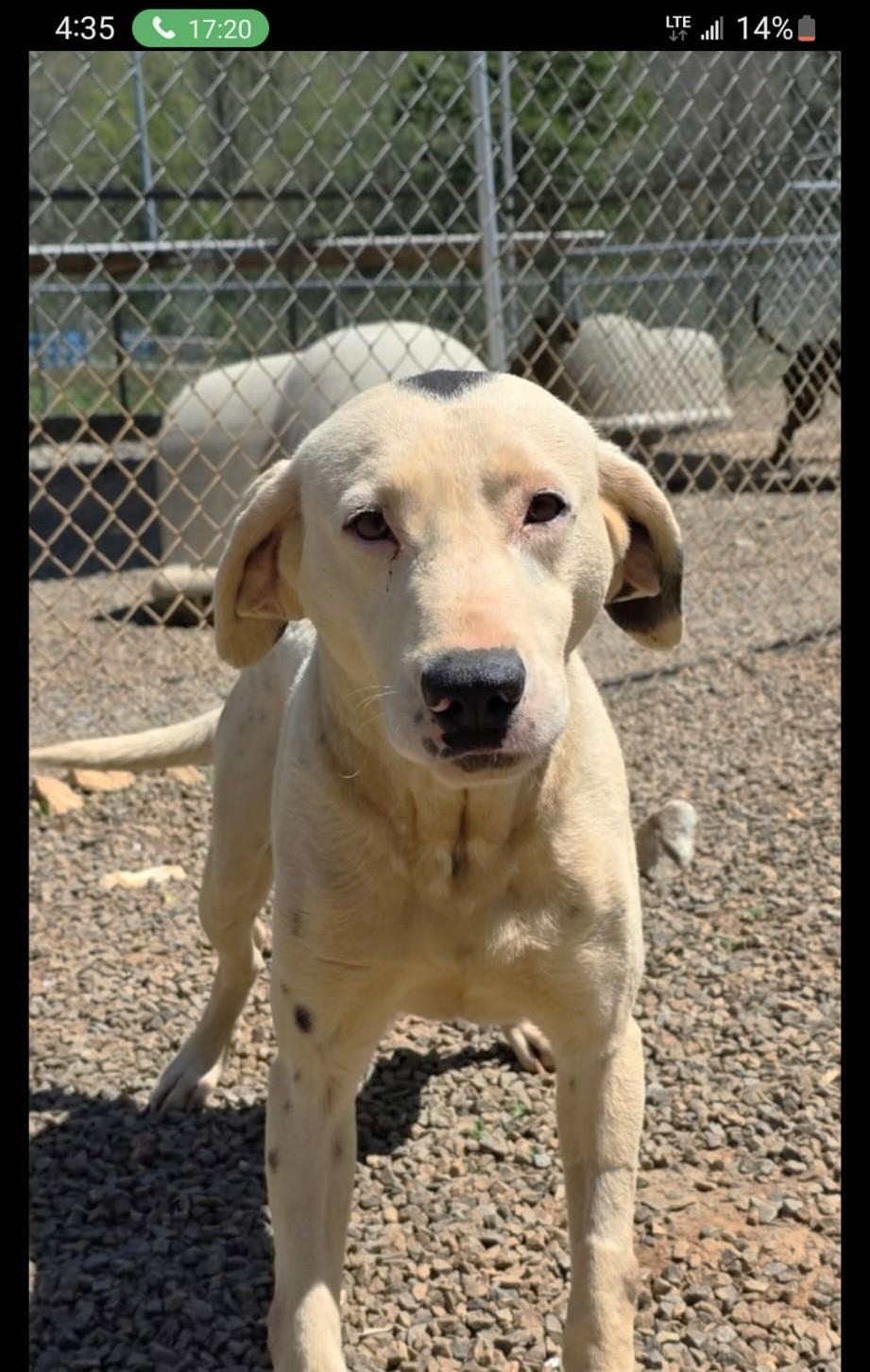 Enlarge Spot (45 lbs), a ADOPTABLE mixed breed in Mississauga, ON image 2/6