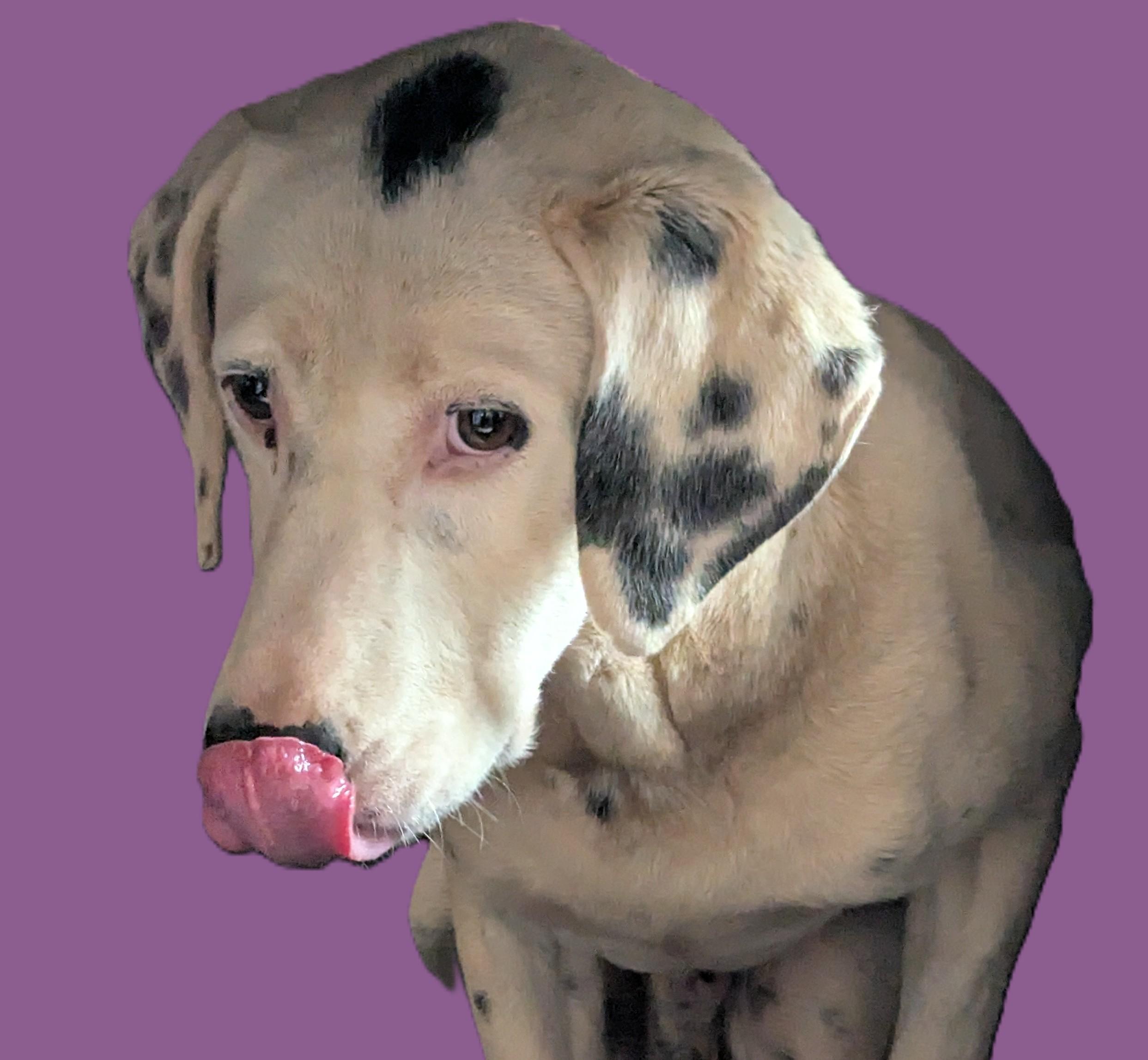 Enlarge Spot (45 lbs), a ADOPTABLE mixed breed in Mississauga, ON image 1/6