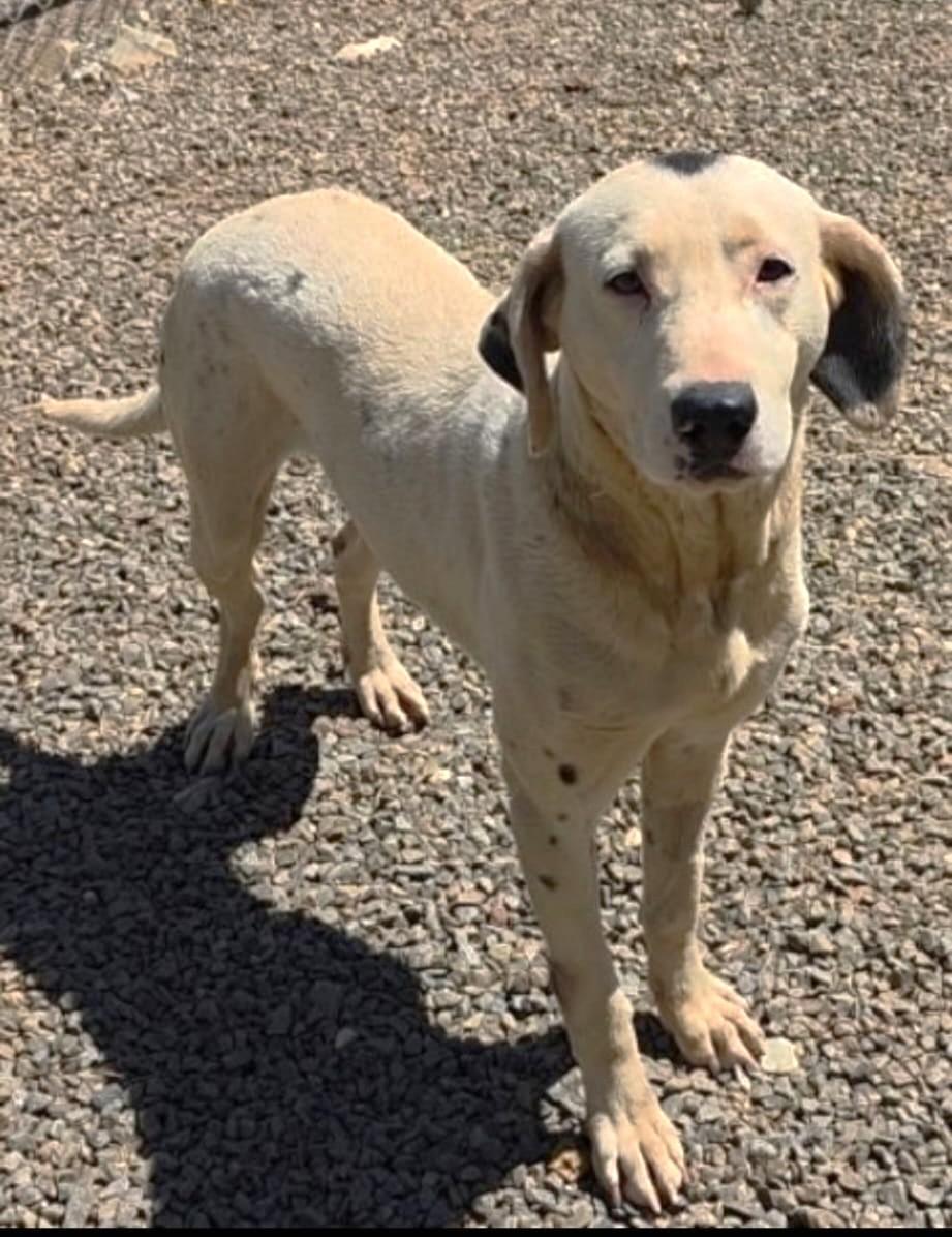 Enlarge Spot (45 lbs), a ADOPTABLE mixed breed in Mississauga, ON image 4/6