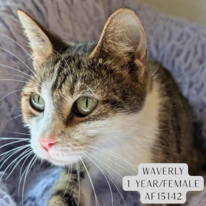 Enlarge Waverly, a Adoptable Domestic Short Hair in Supply, NC image 1/1