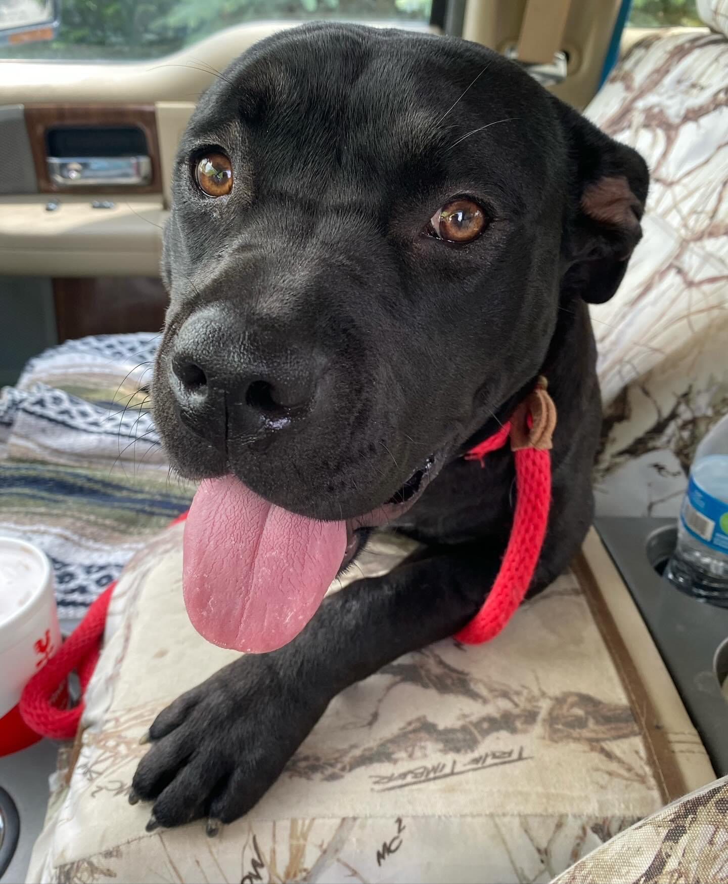 Bristol, Adopted, Young Female Cane Corso.