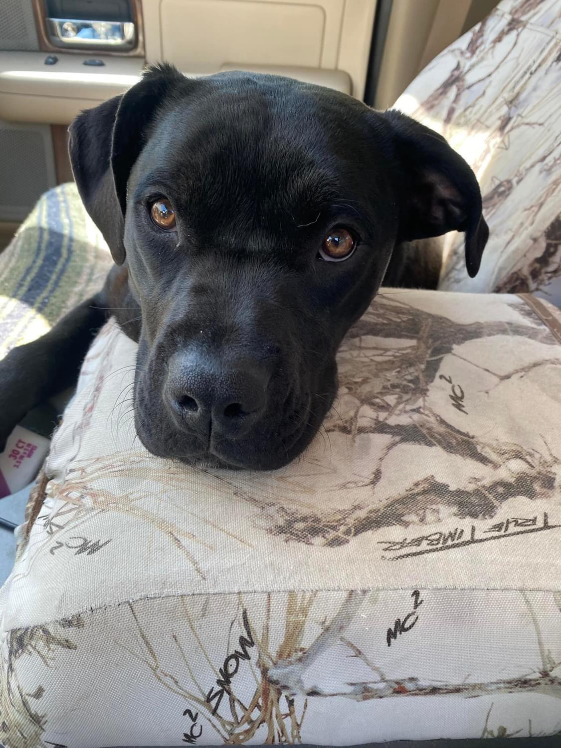 Bristol, a Adopted Cane Corso in Greenwood, IN image 2/5