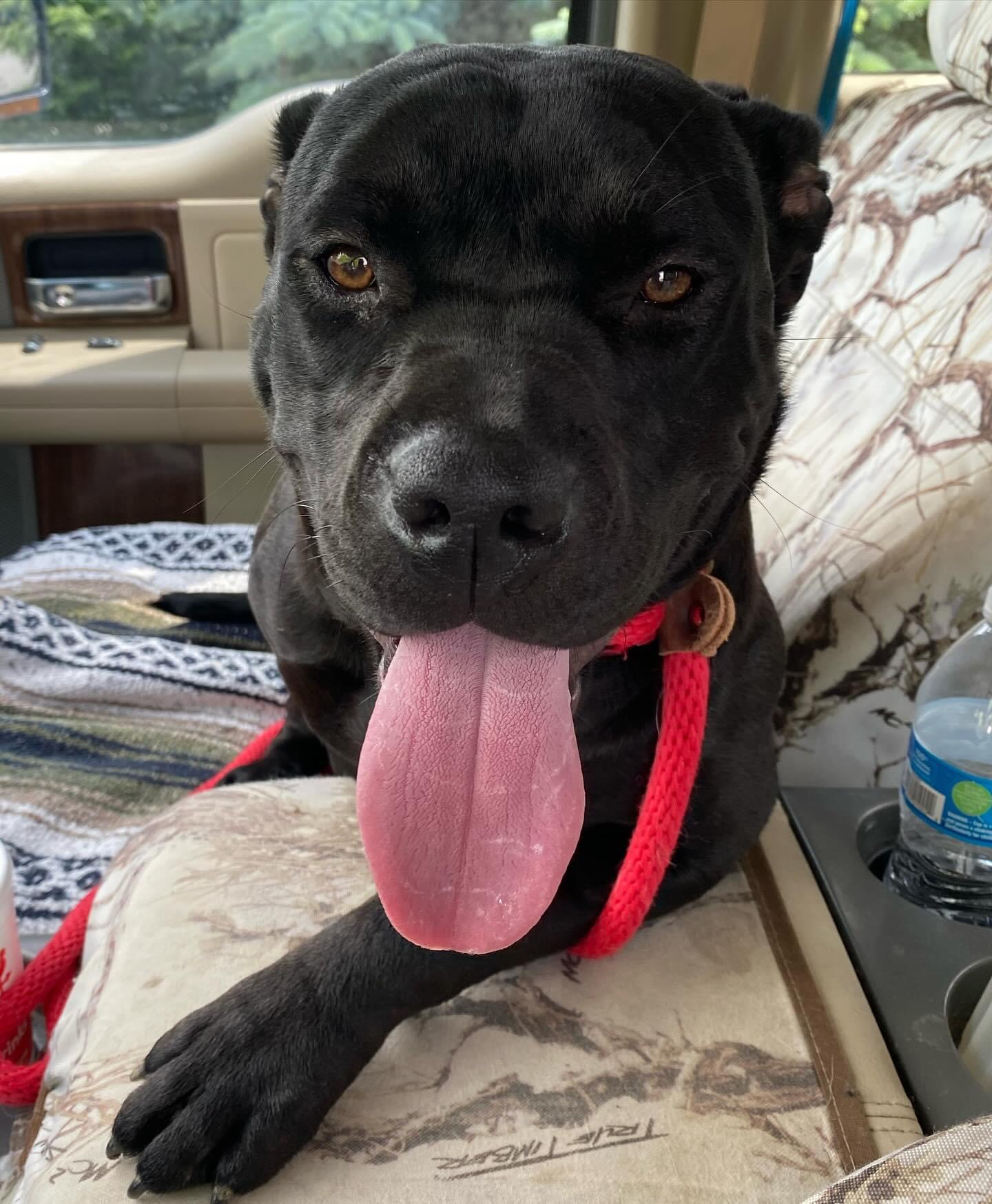 Bristol, a Adopted Cane Corso in Greenwood, IN image 3/5