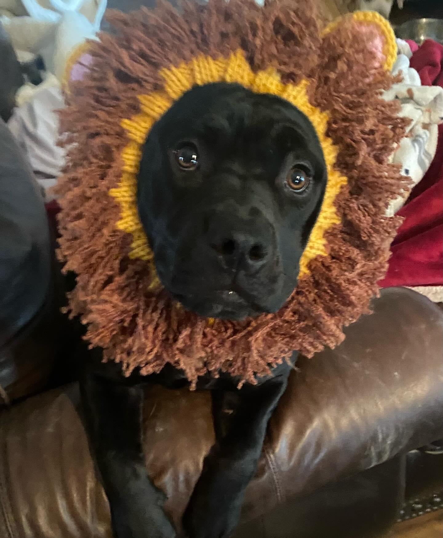 Bristol, a Adopted Cane Corso in Greenwood, IN image 4/5