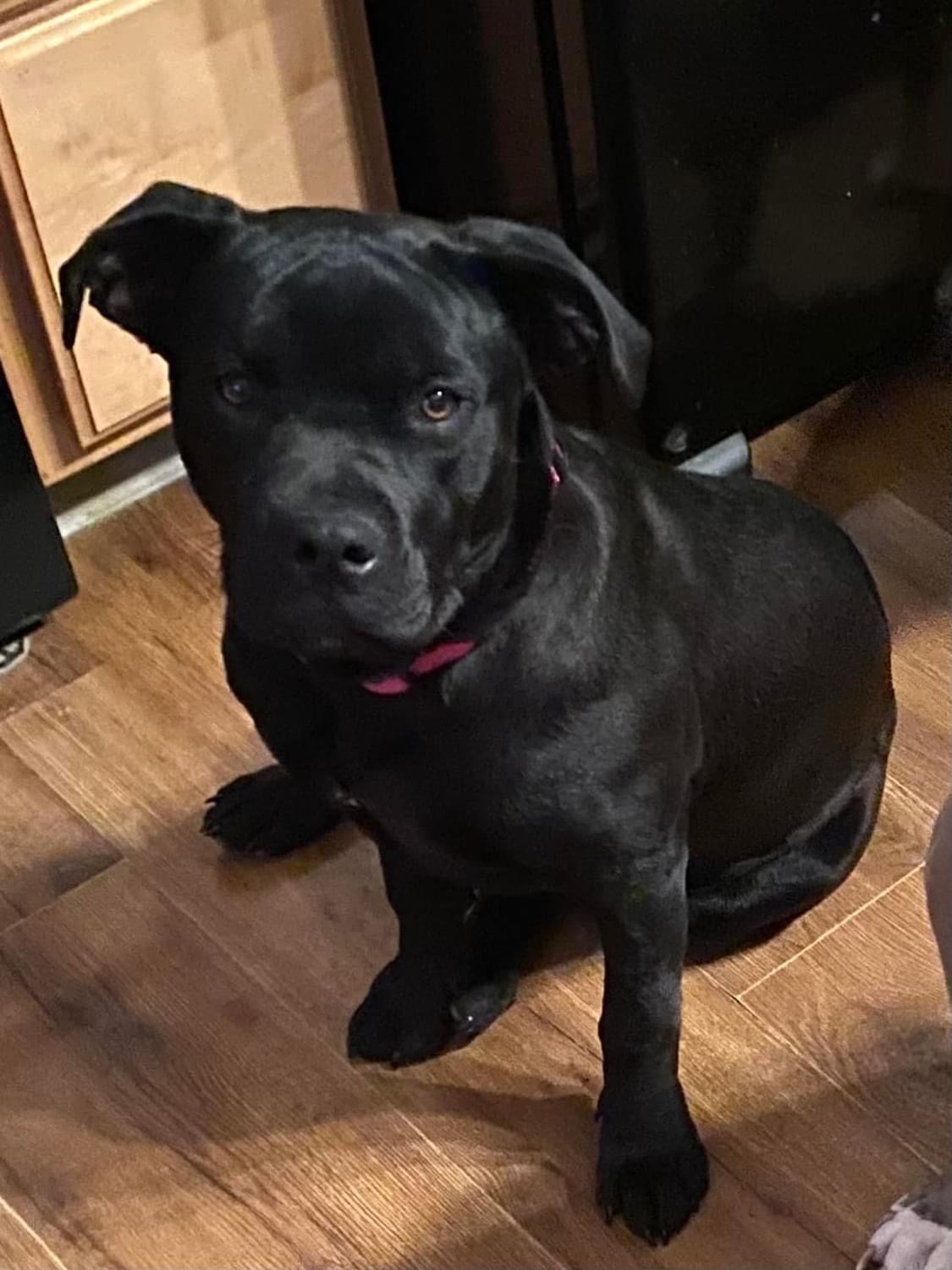 Bristol, a Adopted Cane Corso in Greenwood, IN image 5/5