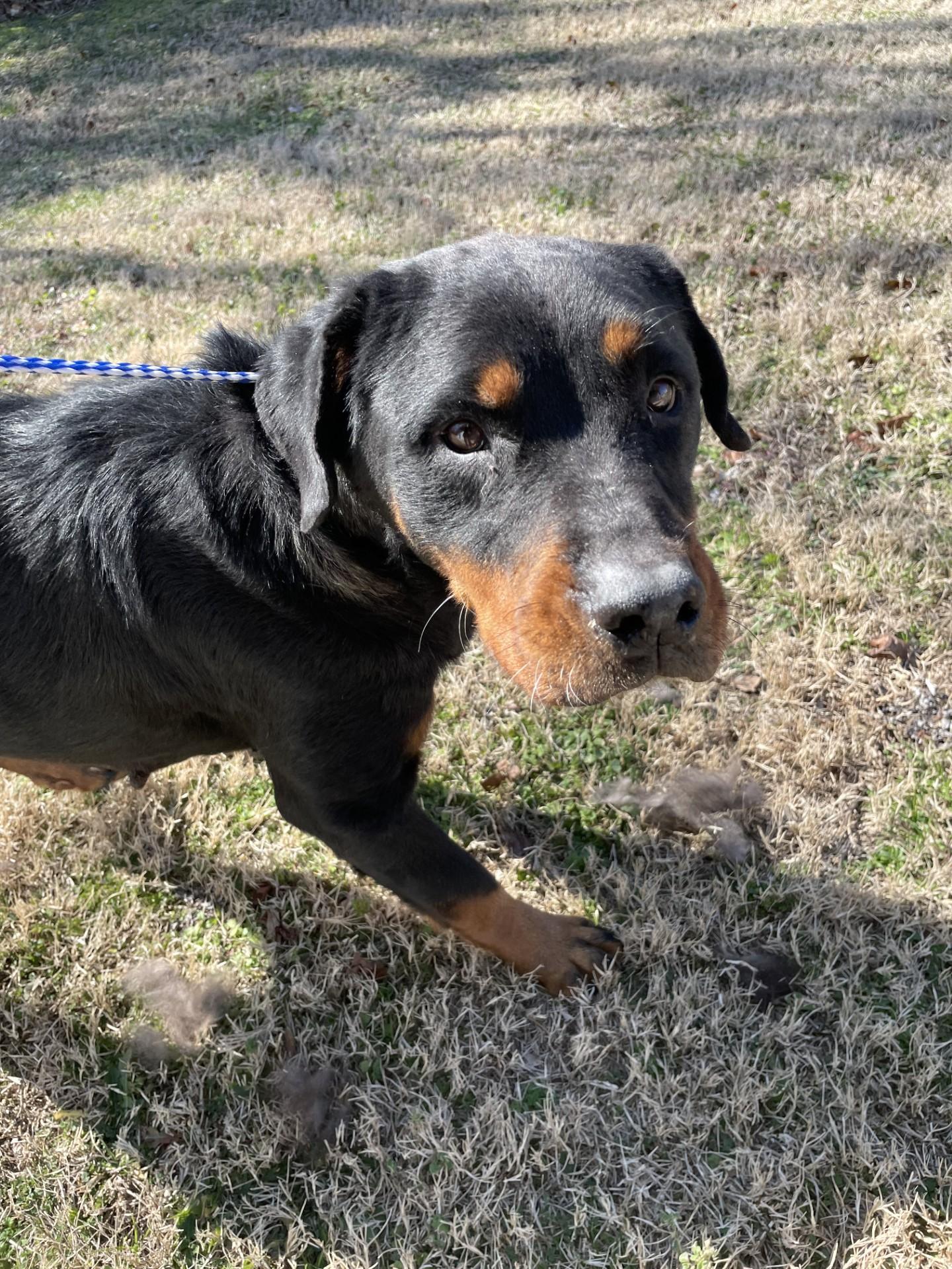 Enlarge Arwen11024 (RESCUED), a ADOPTABLE mixed breed in Rocky Mount, NC image 2/3