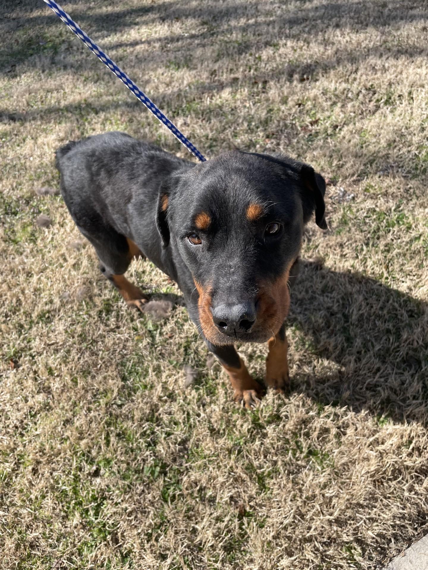 Enlarge Arwen11024 (RESCUED), a ADOPTABLE mixed breed in Rocky Mount, NC image 3/3