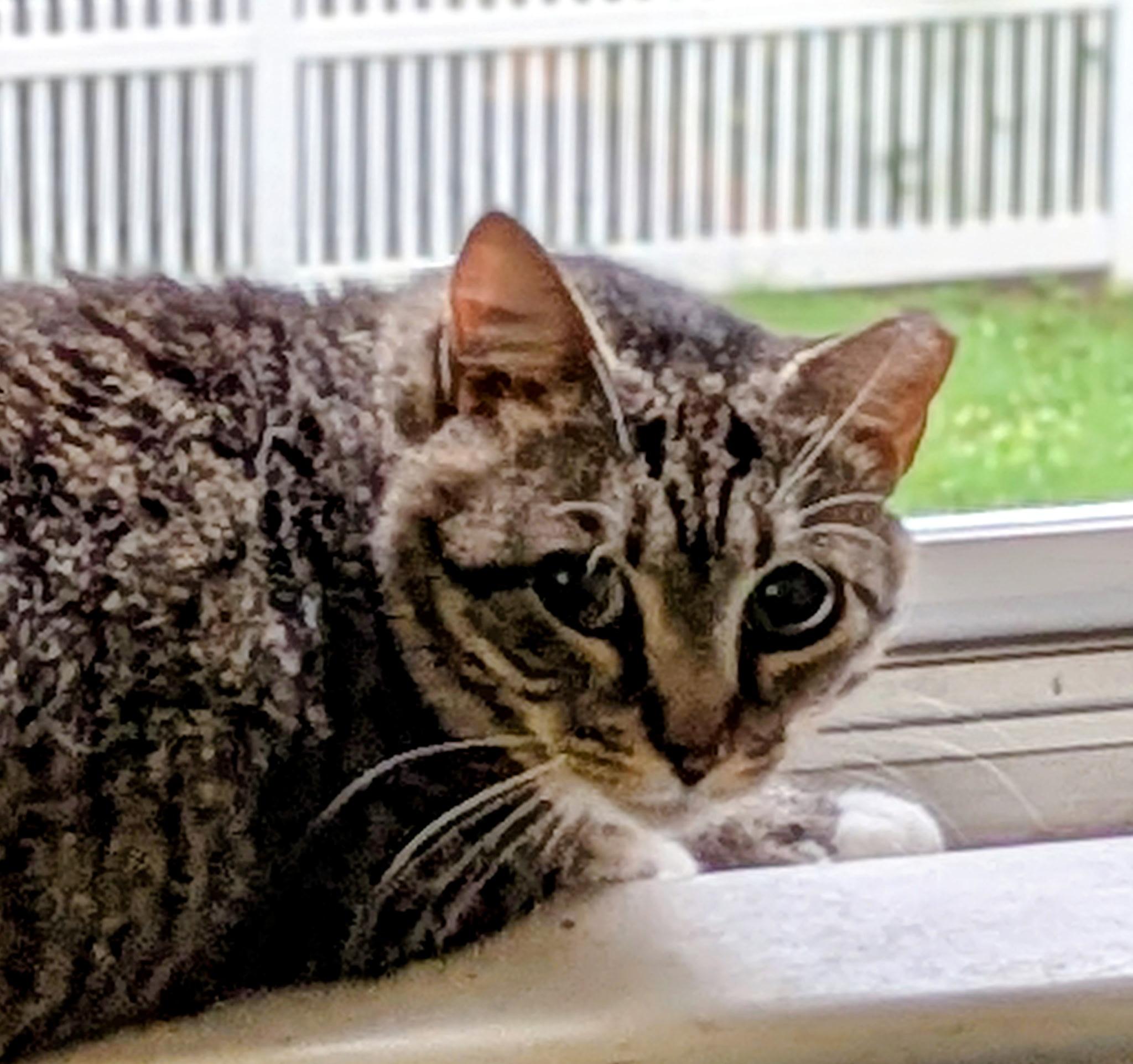 Enlarge Darling Darla, a Adoptable Domestic Short Hair in Manchester, VT image 4/6