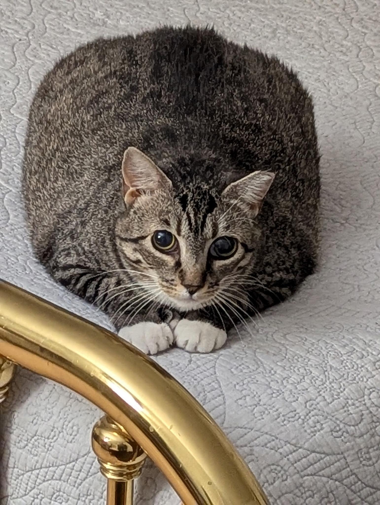 Enlarge Darling Darla, a Adoptable Domestic Short Hair in Manchester, VT image 2/6
