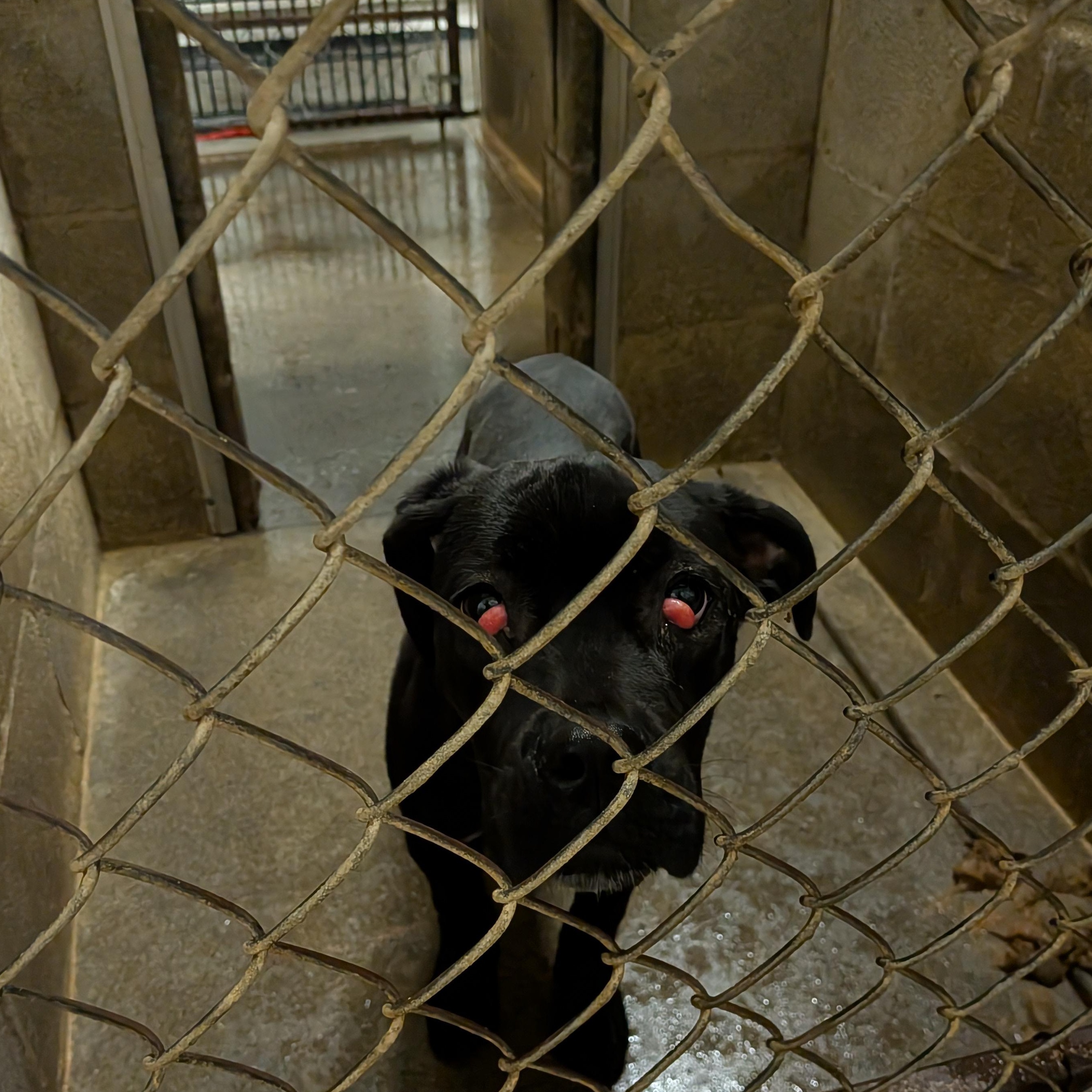 Bella, adopted, Young Female Cane Corso.