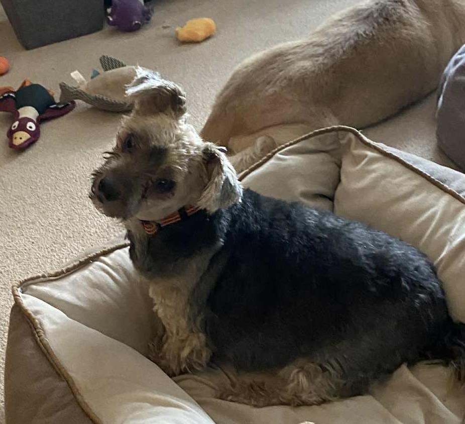 Baby, Adoptable, Senior Female Yorkshire Terrier.