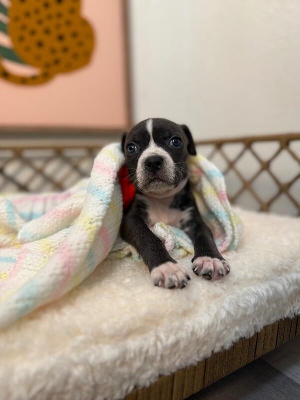 Mimi Love — thumbnail 3