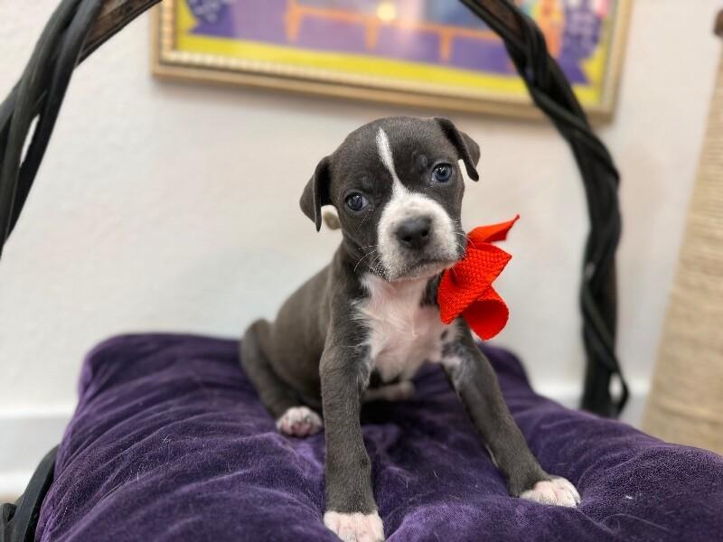 Mimi Love — thumbnail 4