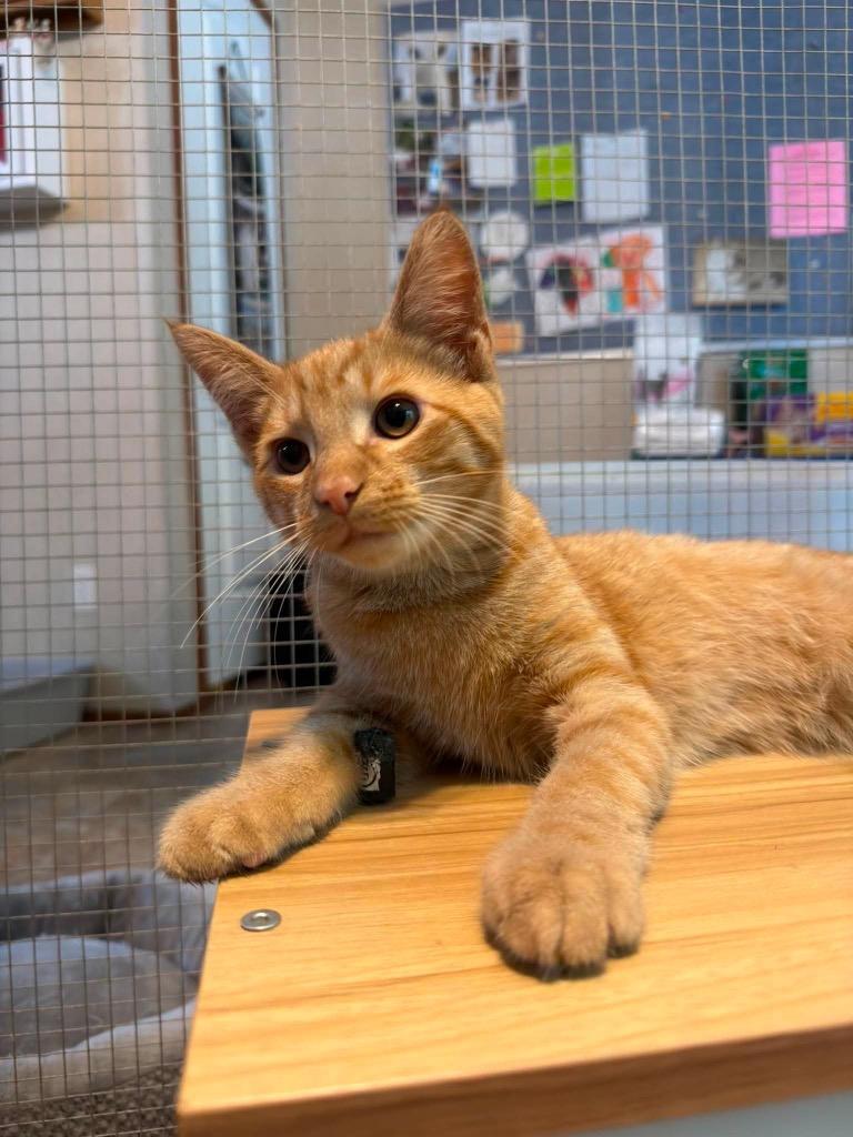Enlarge Dots, a Adoptable mixed breed in Parsons, WV image 1/4