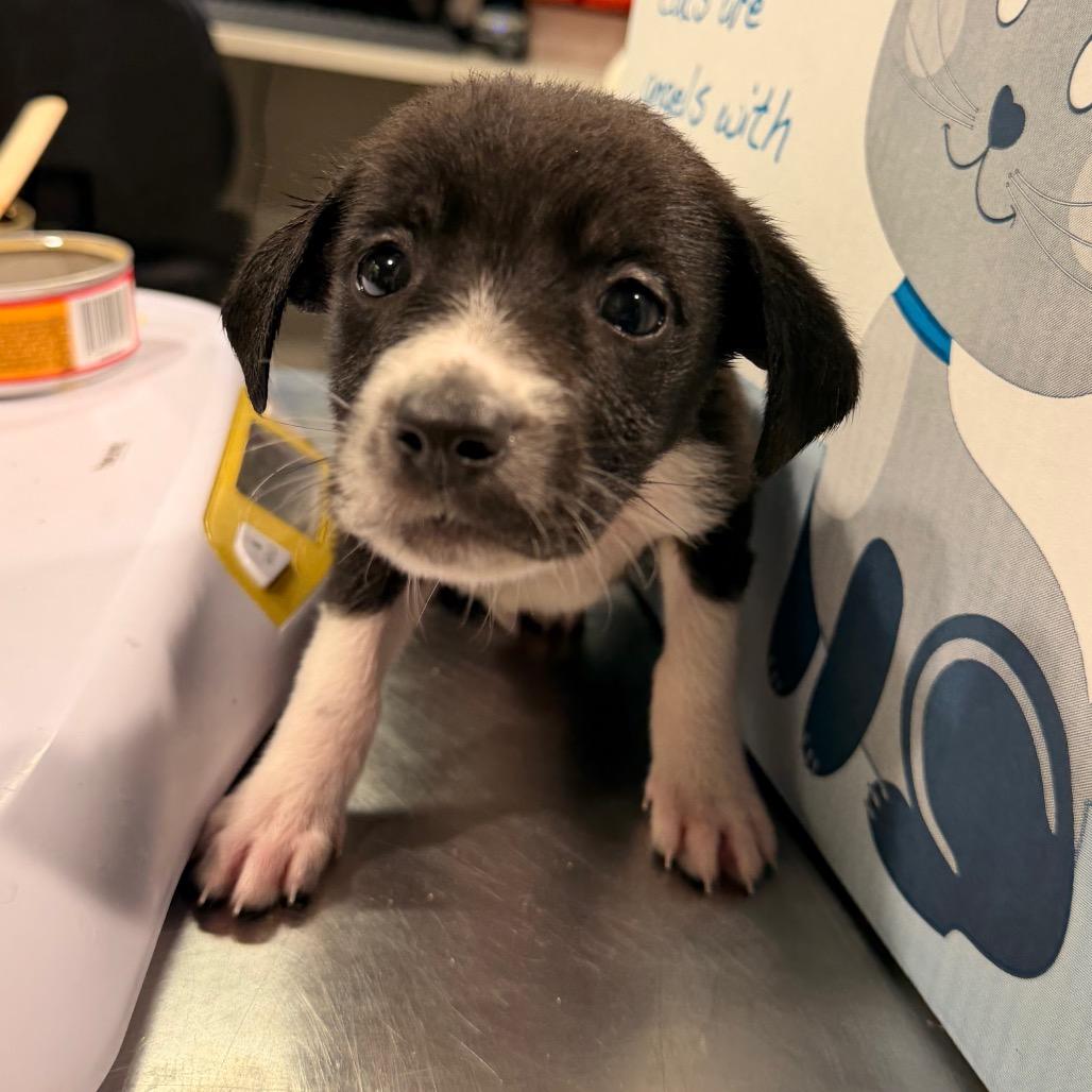 Jessica, Adoptable, Puppy Female Australian Cattle Dog / Blue Heeler & Labrador Retriever.