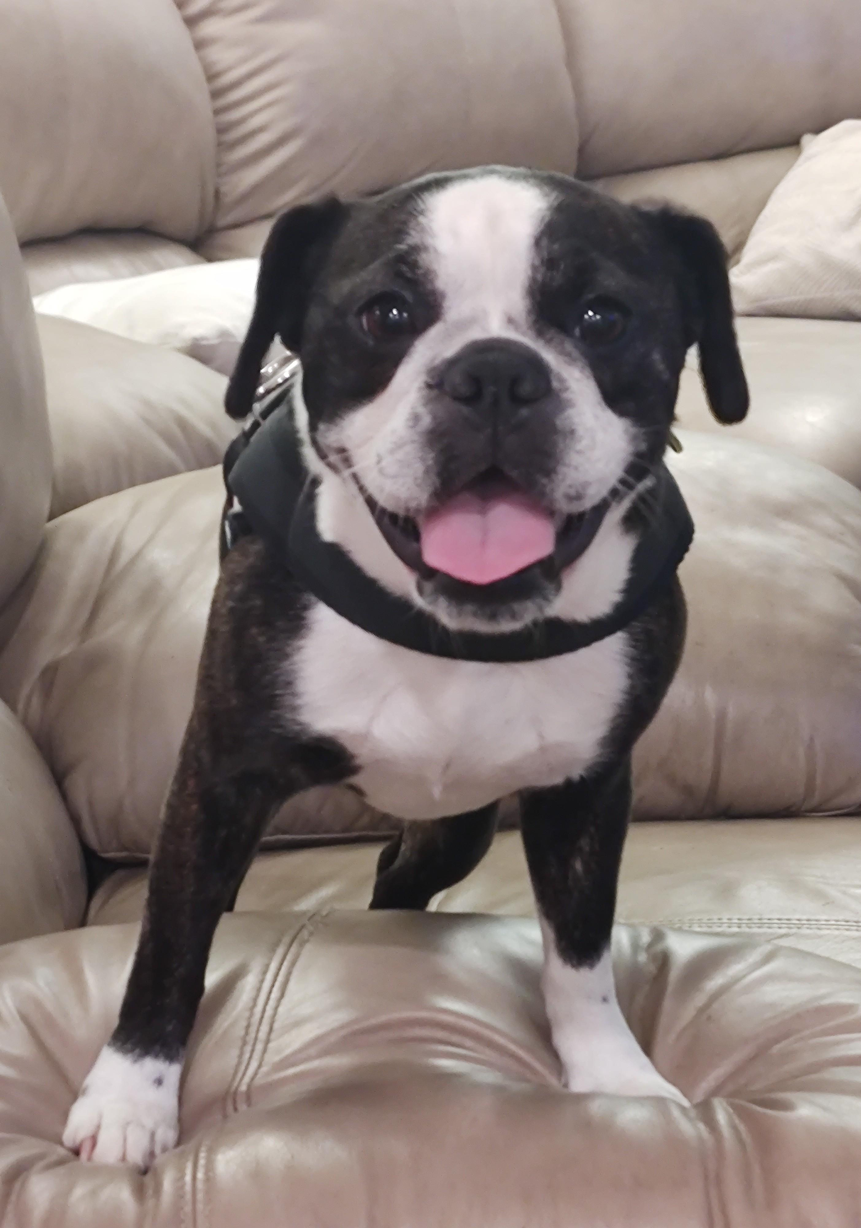 Mia , a ADOPTABLE mixed breed in Mary Esther, FL image 1/5