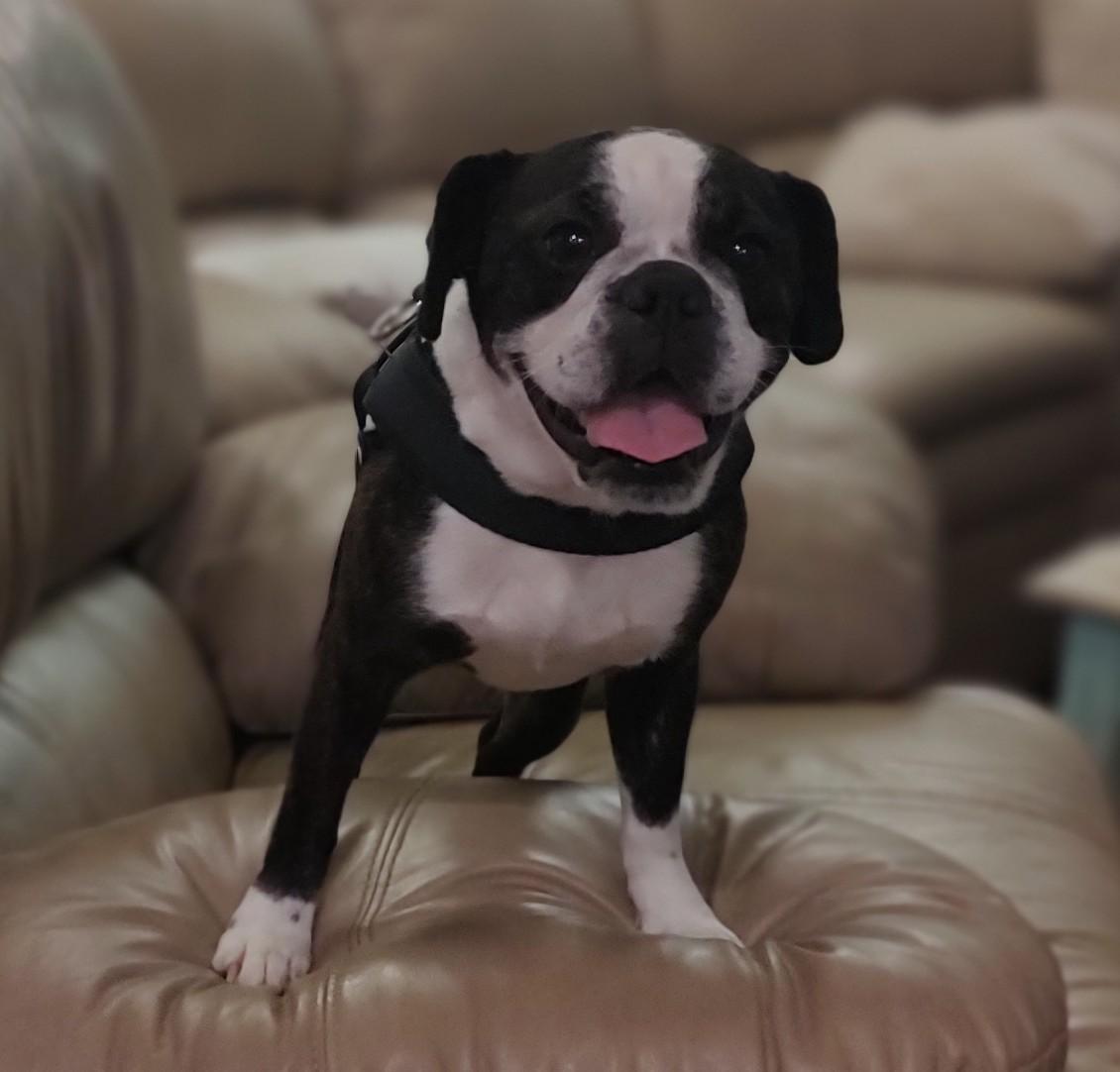 Mia , a ADOPTABLE mixed breed in Mary Esther, FL image 4/5