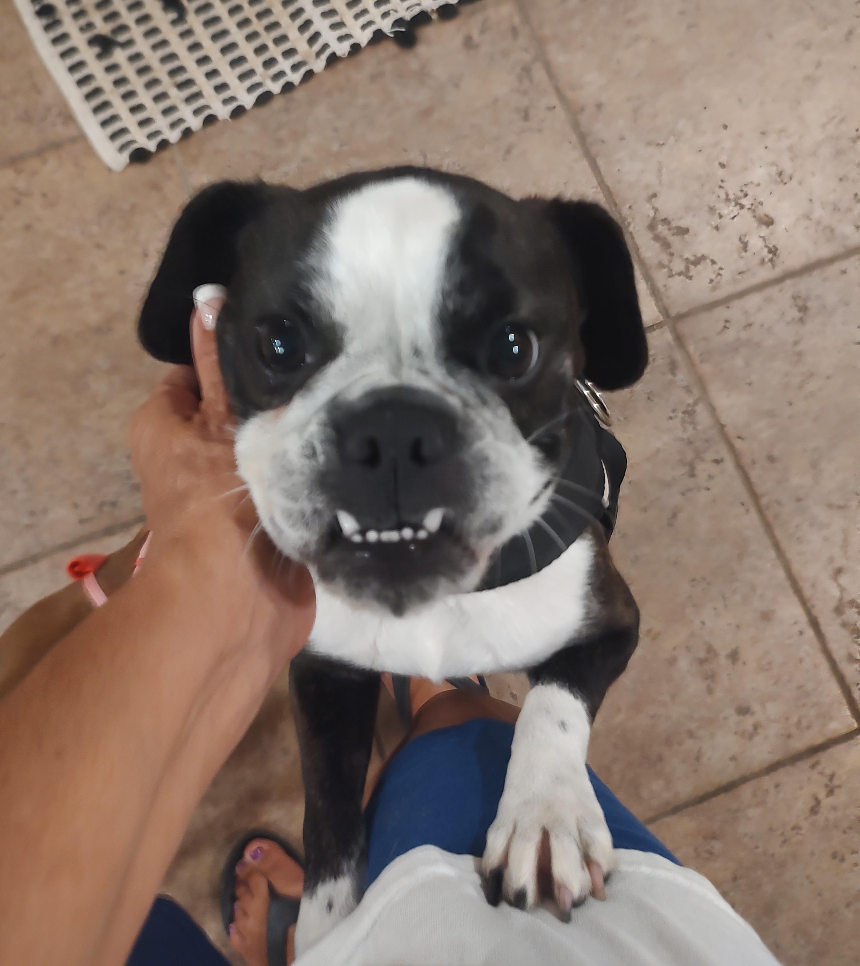Mia , a ADOPTABLE mixed breed in Mary Esther, FL image 3/5