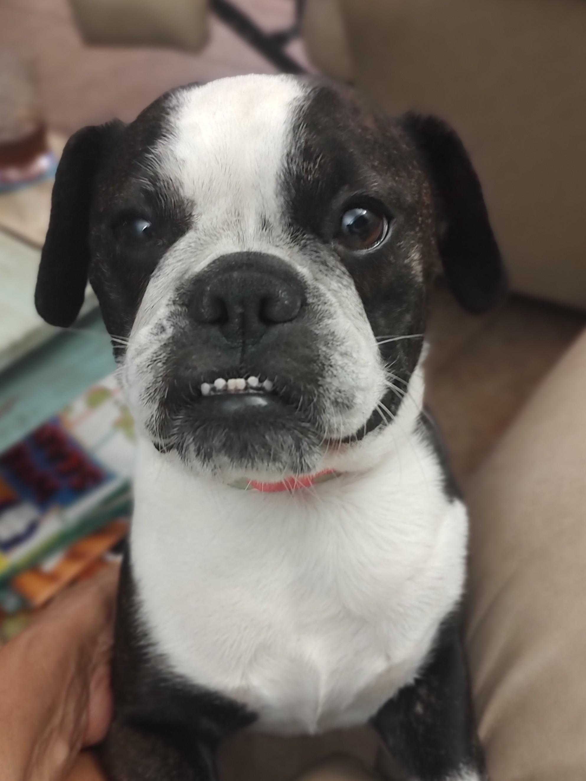 Mia , a ADOPTABLE mixed breed in Mary Esther, FL image 2/5