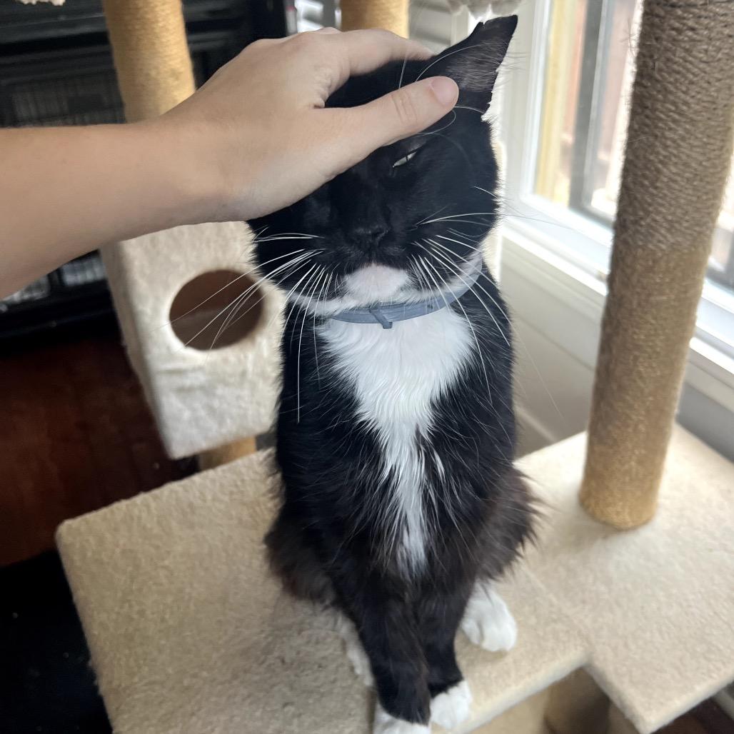 GO-KART, a Adoptable Domestic Long Hair in San Antonio, TX image 1/5