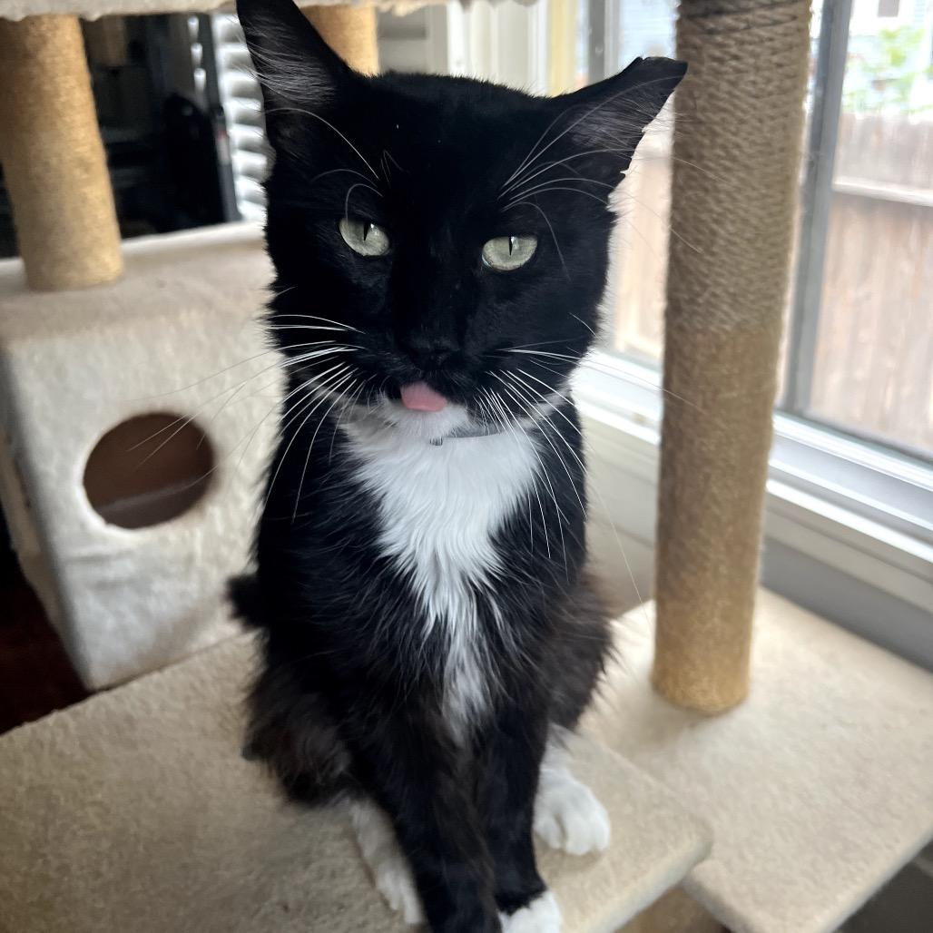 GO-KART, a Adoptable Domestic Long Hair in San Antonio, TX image 2/5