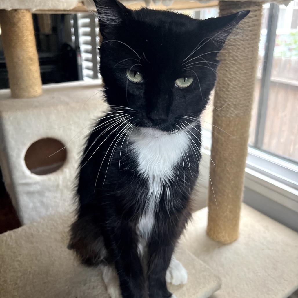 GO-KART, a Adoptable Domestic Long Hair in San Antonio, TX image 3/5