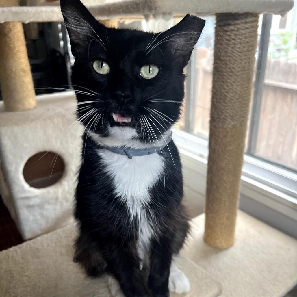 GO-KART, a Adoptable Domestic Long Hair in San Antonio, TX image 4/5